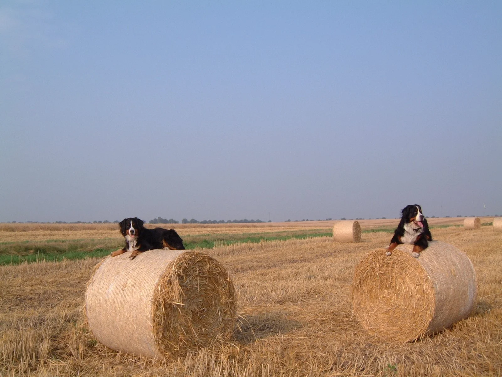 Das dürften unsere Hunde heute nicht mehr, damals fanden wir das lustig *liebguck