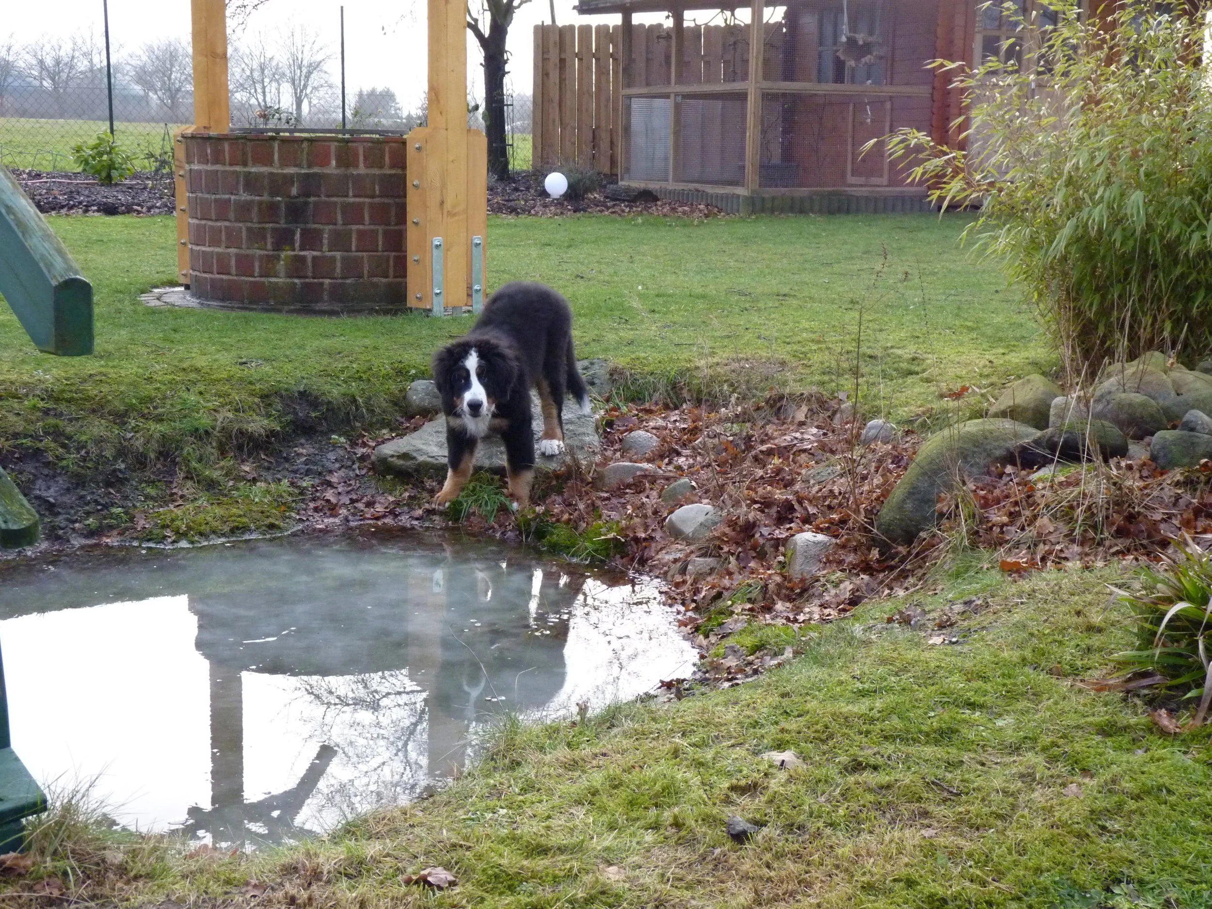 Faszination Teich :-)