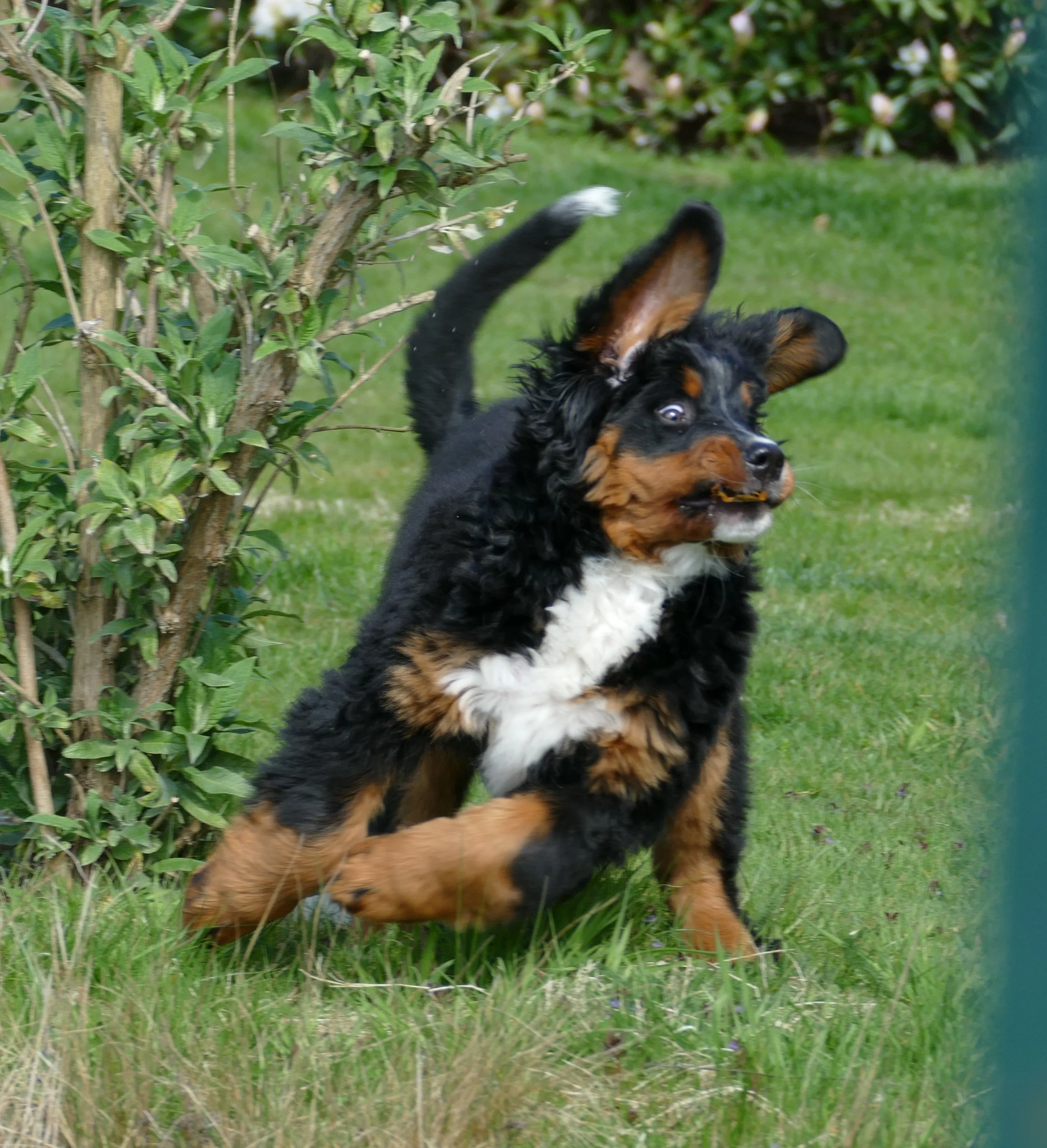 flotter Feger