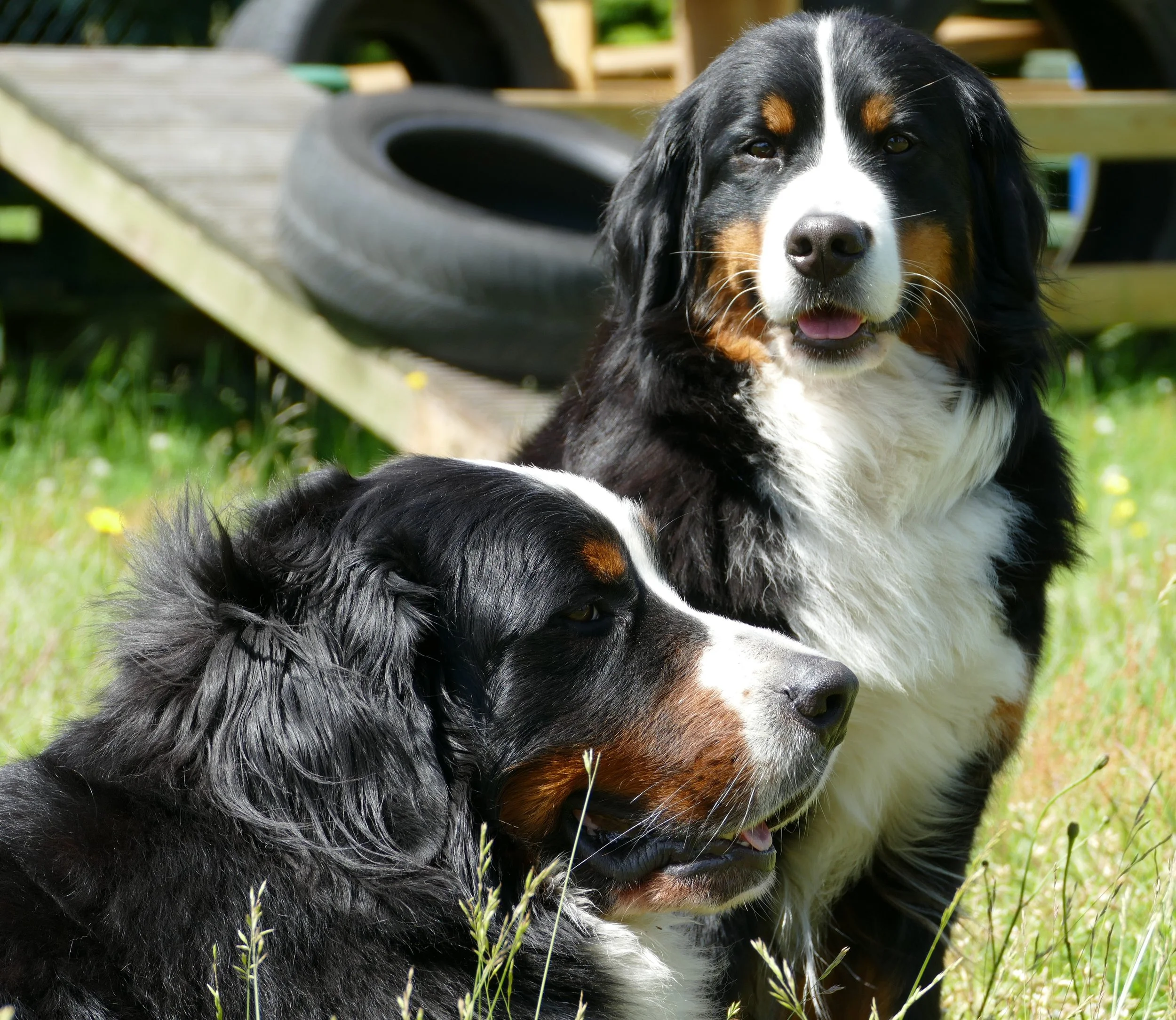 Daris und Mila, sie waren sooo ein schönes Paar :-)