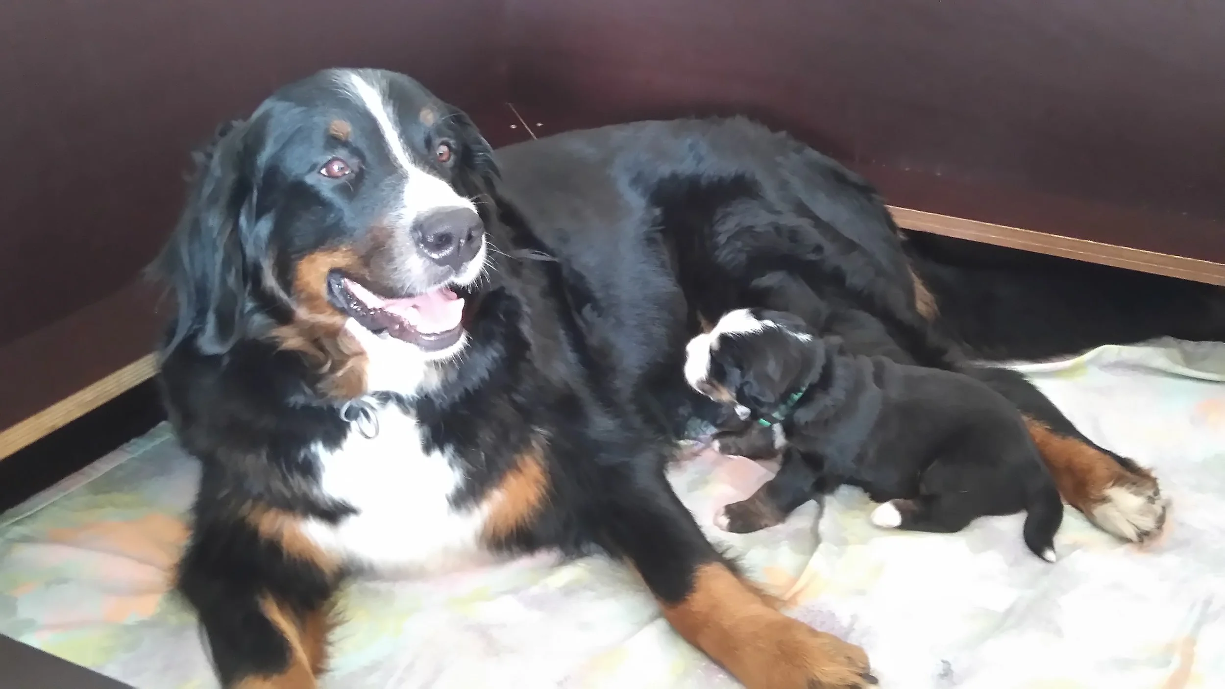 ... mit Mama Inca...