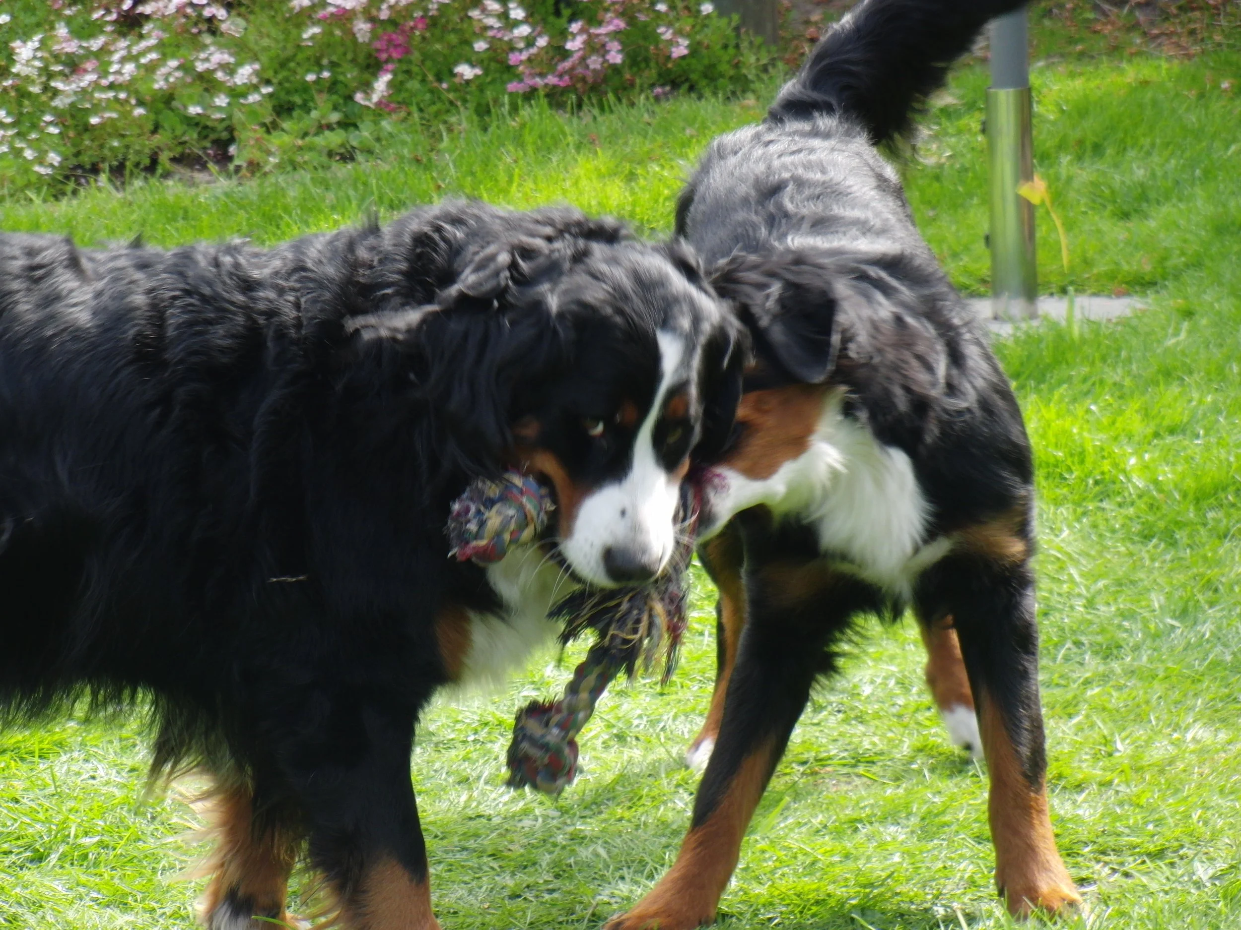 Aimee und Raya haben ganz viel gespielt (Mai 2012)