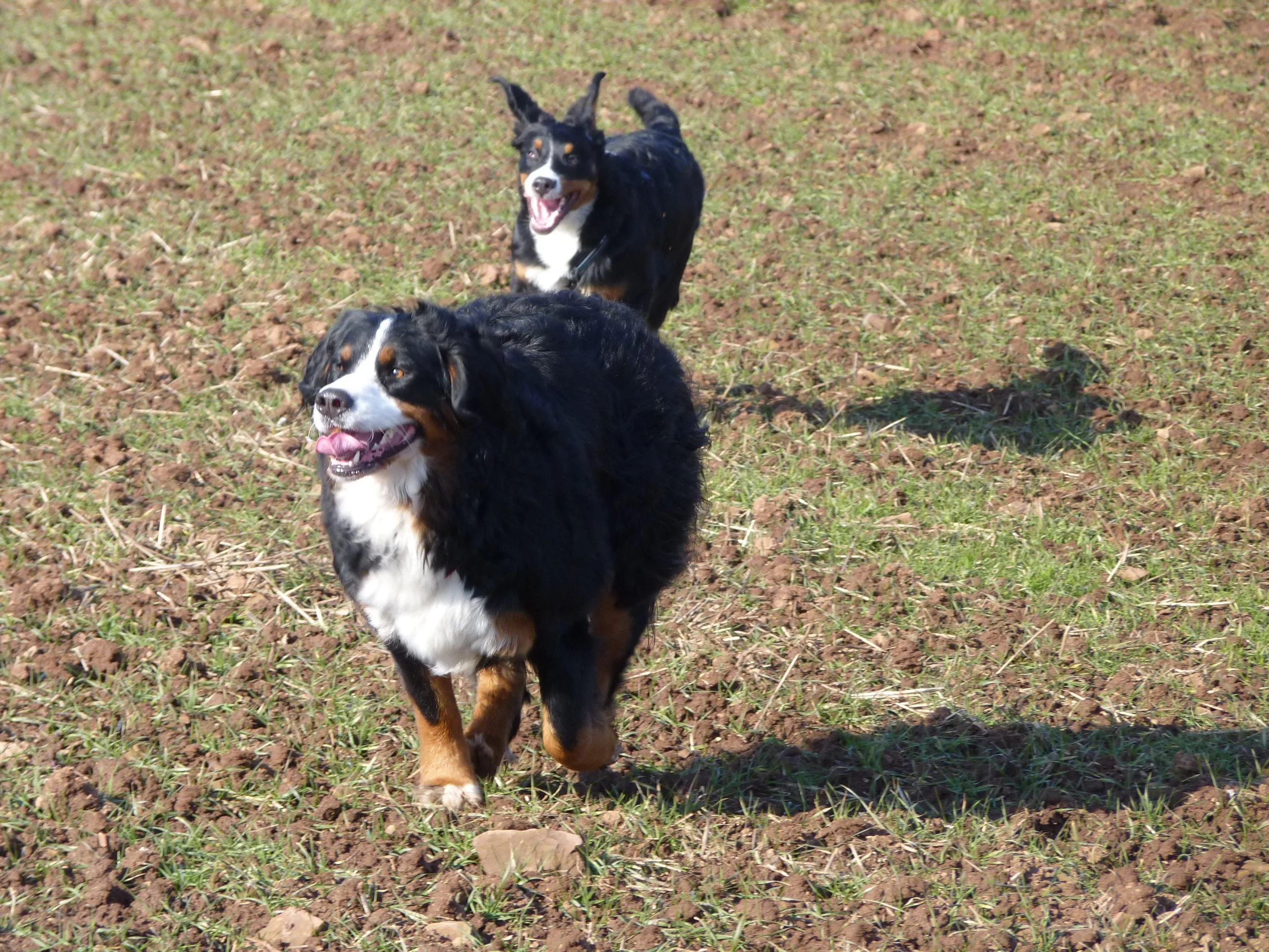 Auf einem Hundetreffen (Februar 2011)