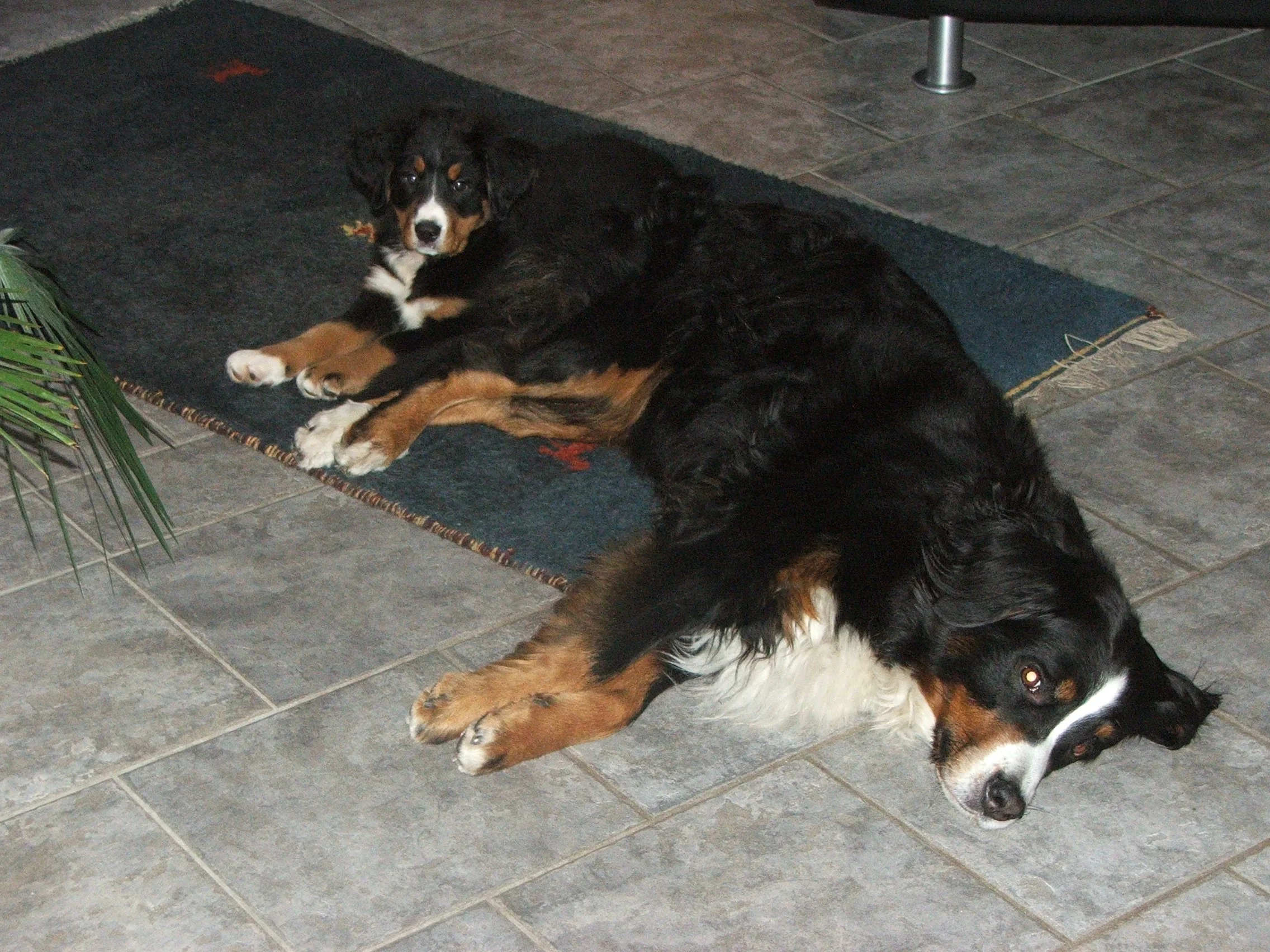 Einzug Tyla (Dezember 2005)