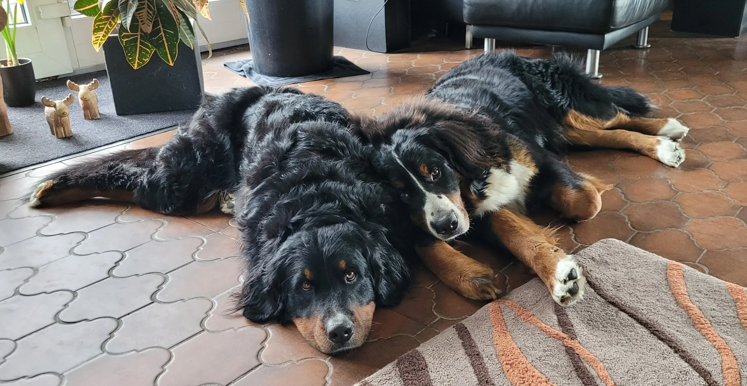 Alani und Feivel (April 2025)