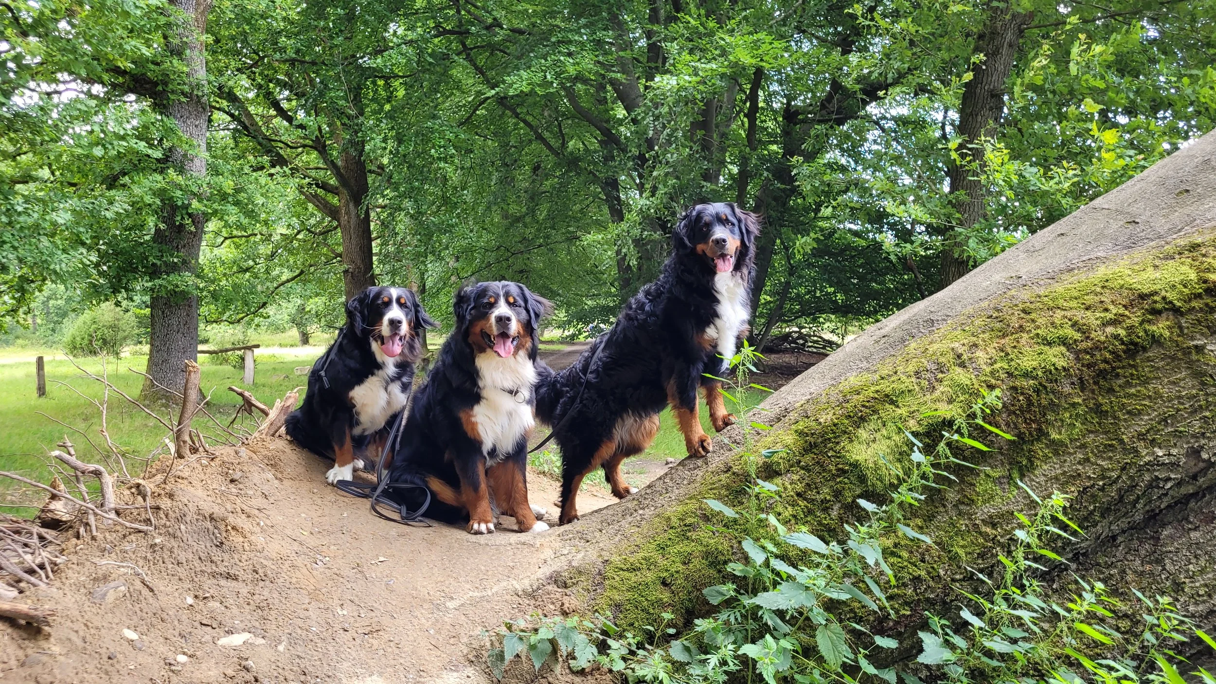 Cleo, Feivel, Alani, ab jetzt sind sie nur noch zu dritt mit uns unterwegs. Fühlt sich komisch an und wir alle müssen uns an die neue Situation gewöhnen (August 2025)