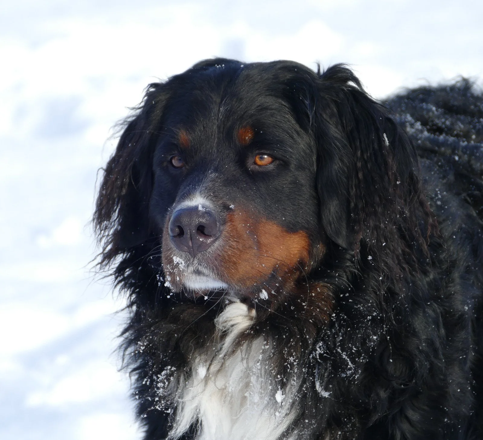 Mega Schnee Anfang 2026