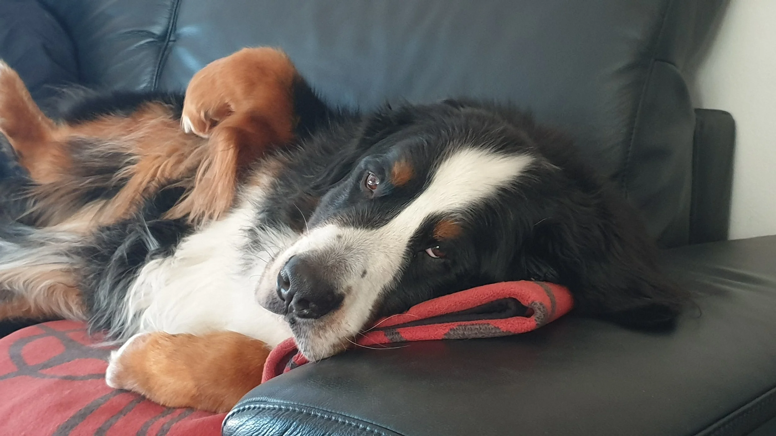 Kuscheln auf dem Sofa geht immer :-) (Ende 2021)
