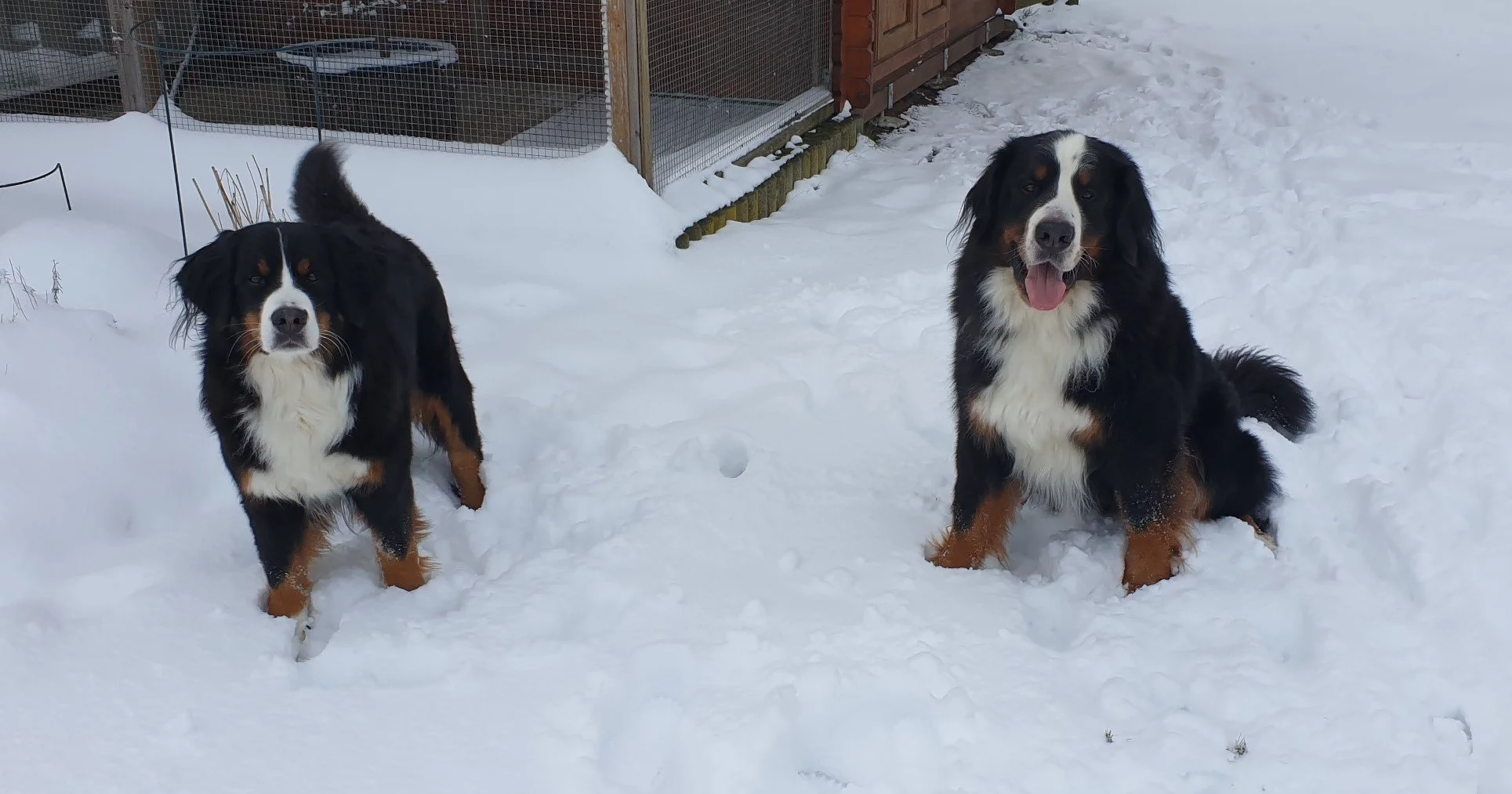 Mila und Daris (Januar 2021)