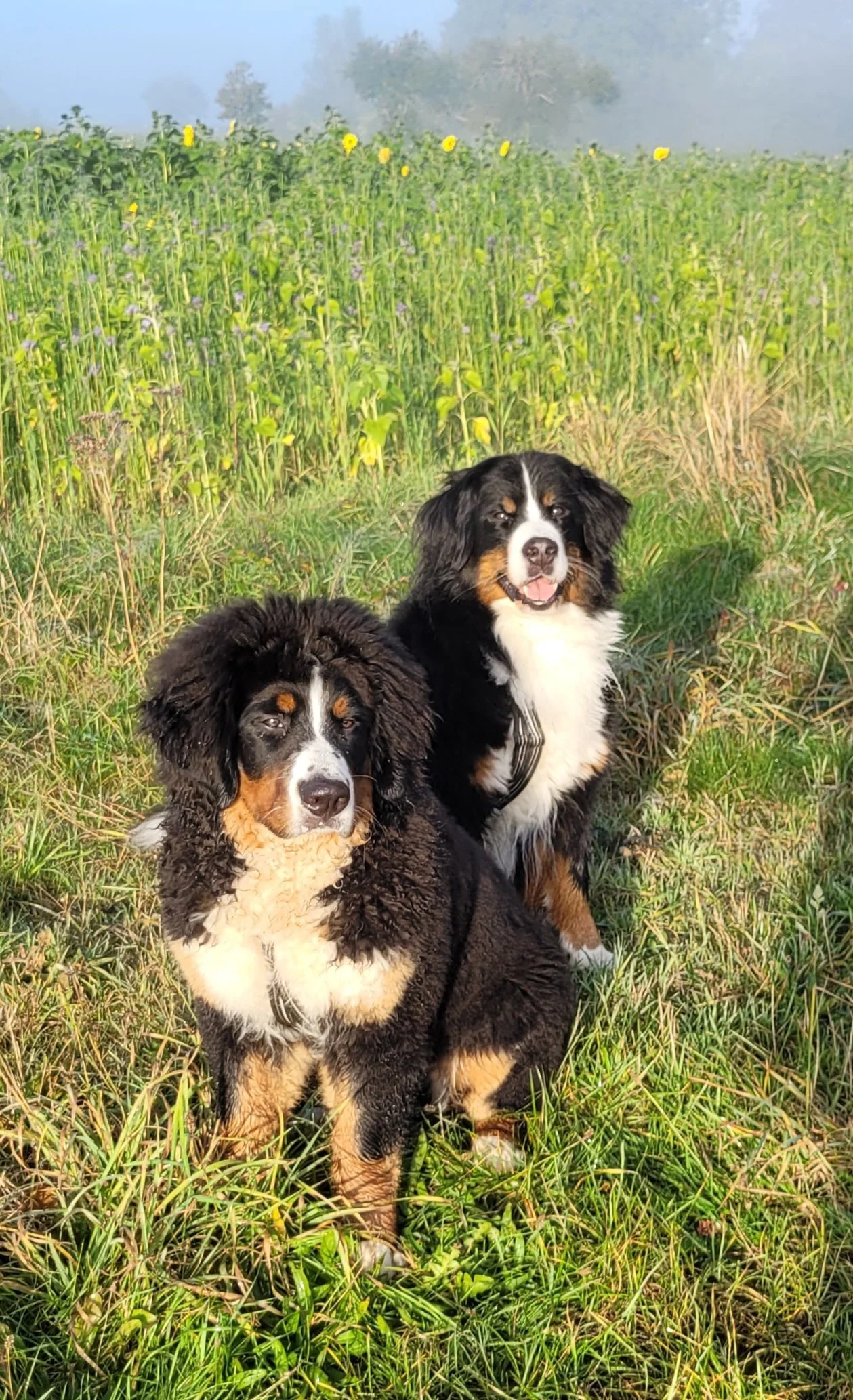 Feivel und Mila (15.10.2024)