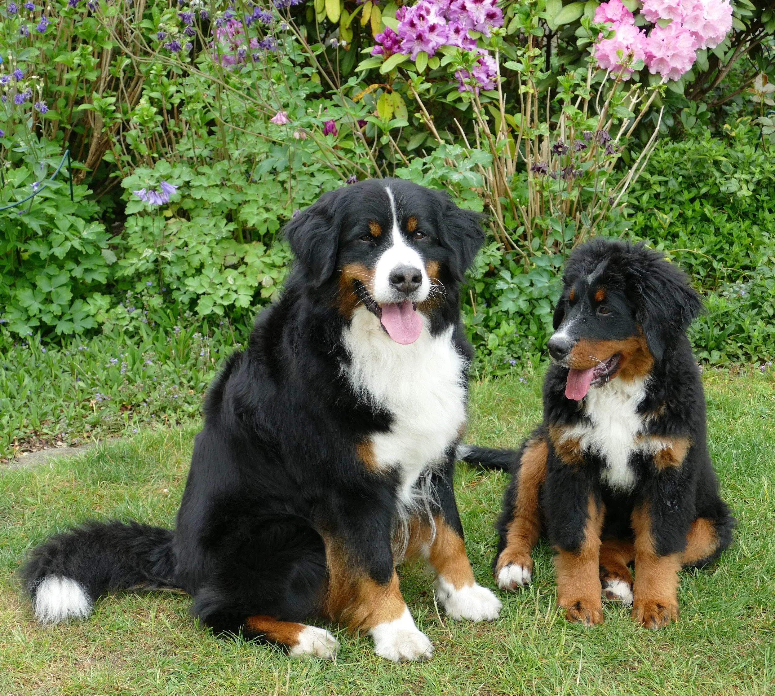 Mila und Alani