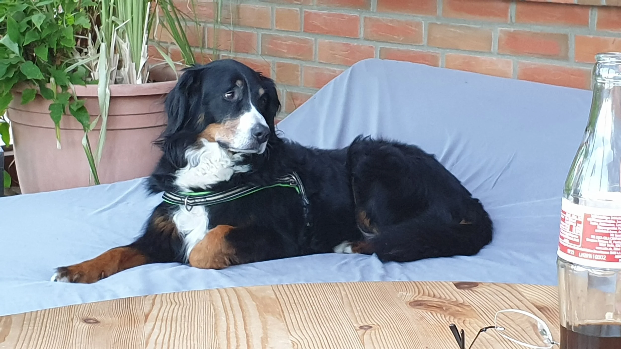 Zwichendurch ein Päuschen auf dem Draußenbett. Hier kann man schon deutlich sehen, dass sie mit ihren fast 10 Jahren ordentlich grau ums Näschen wird. 