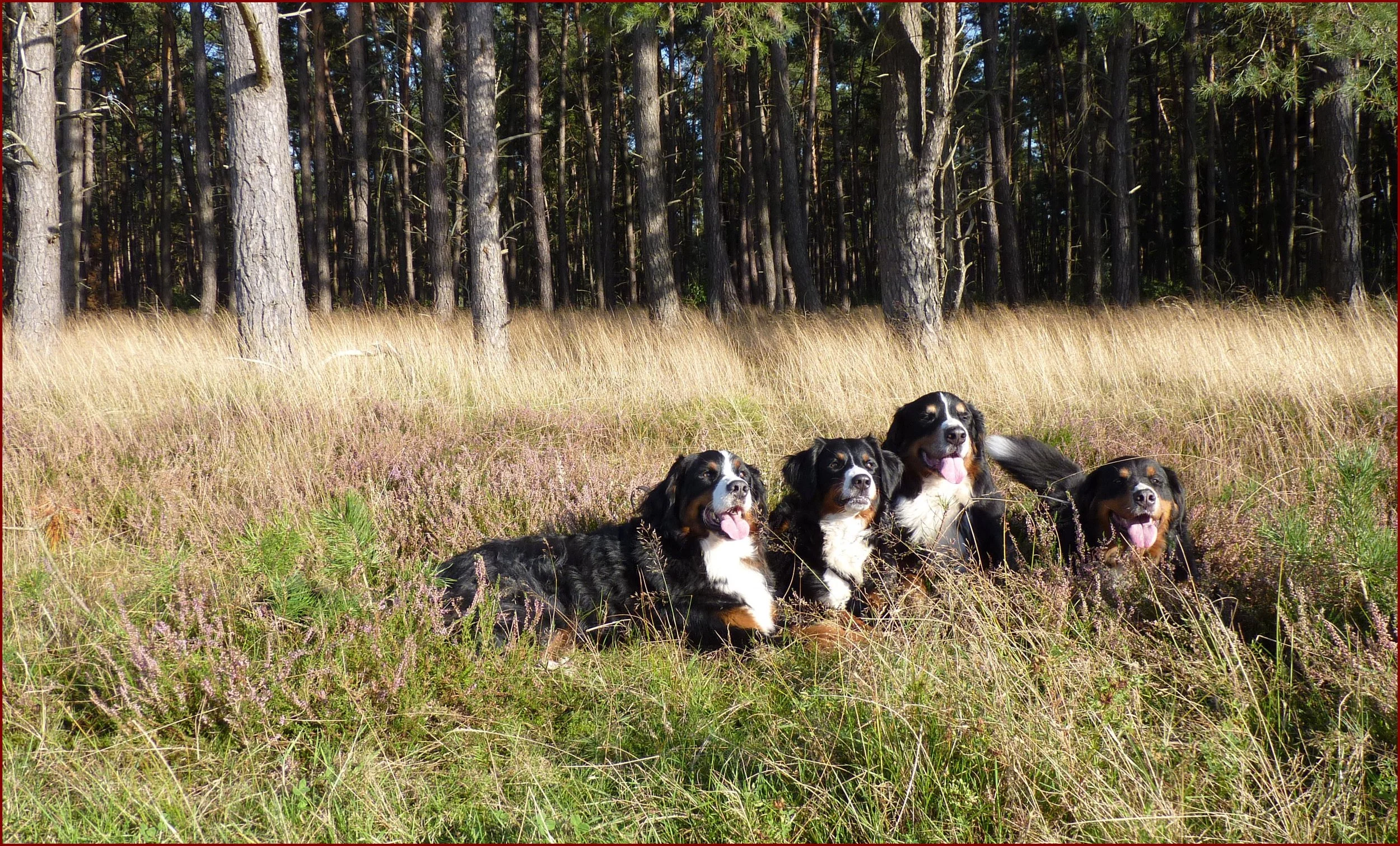 Aimee, Raya, Hardy, Tyla auf einem unserer tausenden Ausflüge mit den Hunden (September 2012)