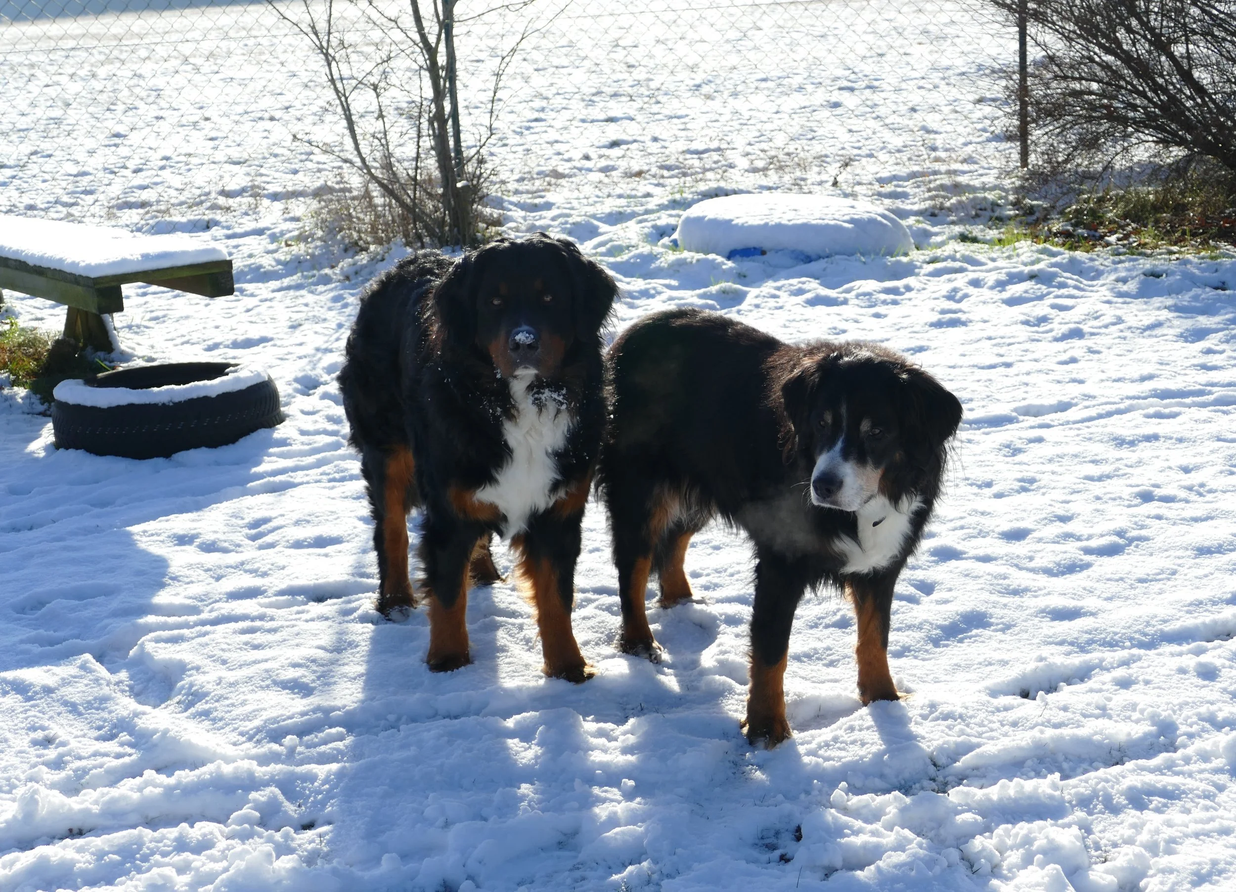 Alani und Raya (Winter 2023/2024)