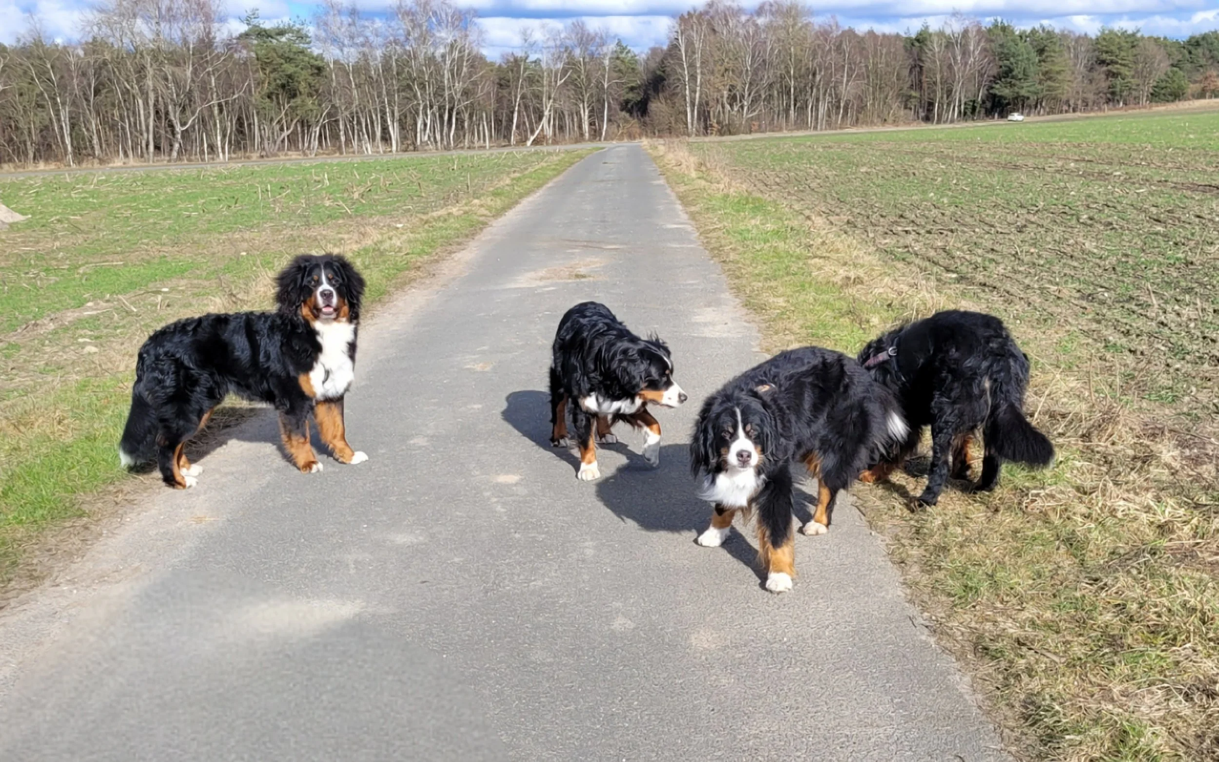 Feivel, Cleo, Mila, Alani (Februar 2025)