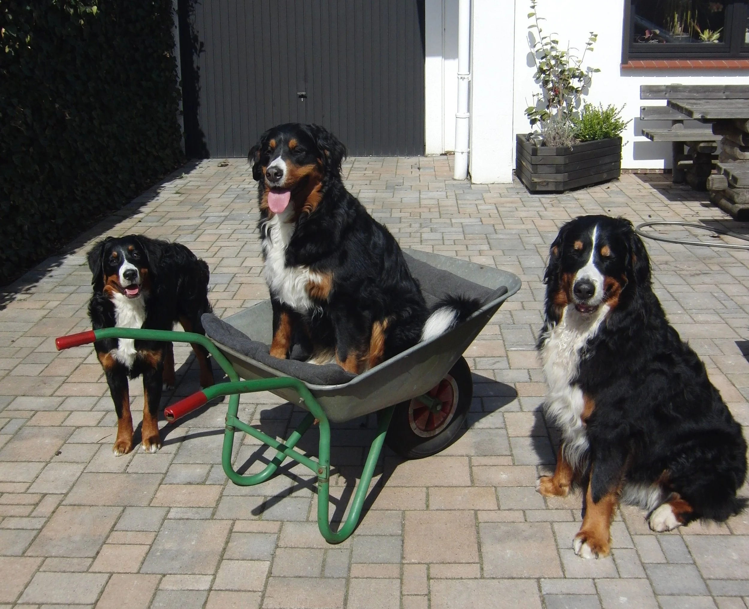 Raya, Tyla, Hardy, die kleine freche Tyla war immer für jeden Unsinn zu haben :-) (April 2011)