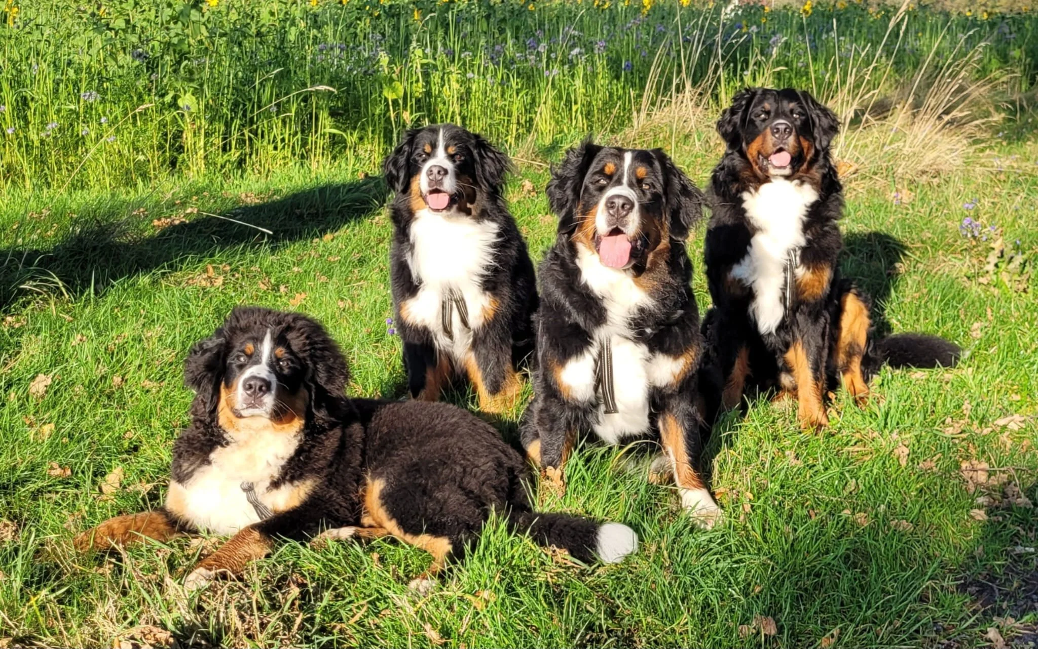 Feivel, Mila, Cleo, Alani (25.10.2024)