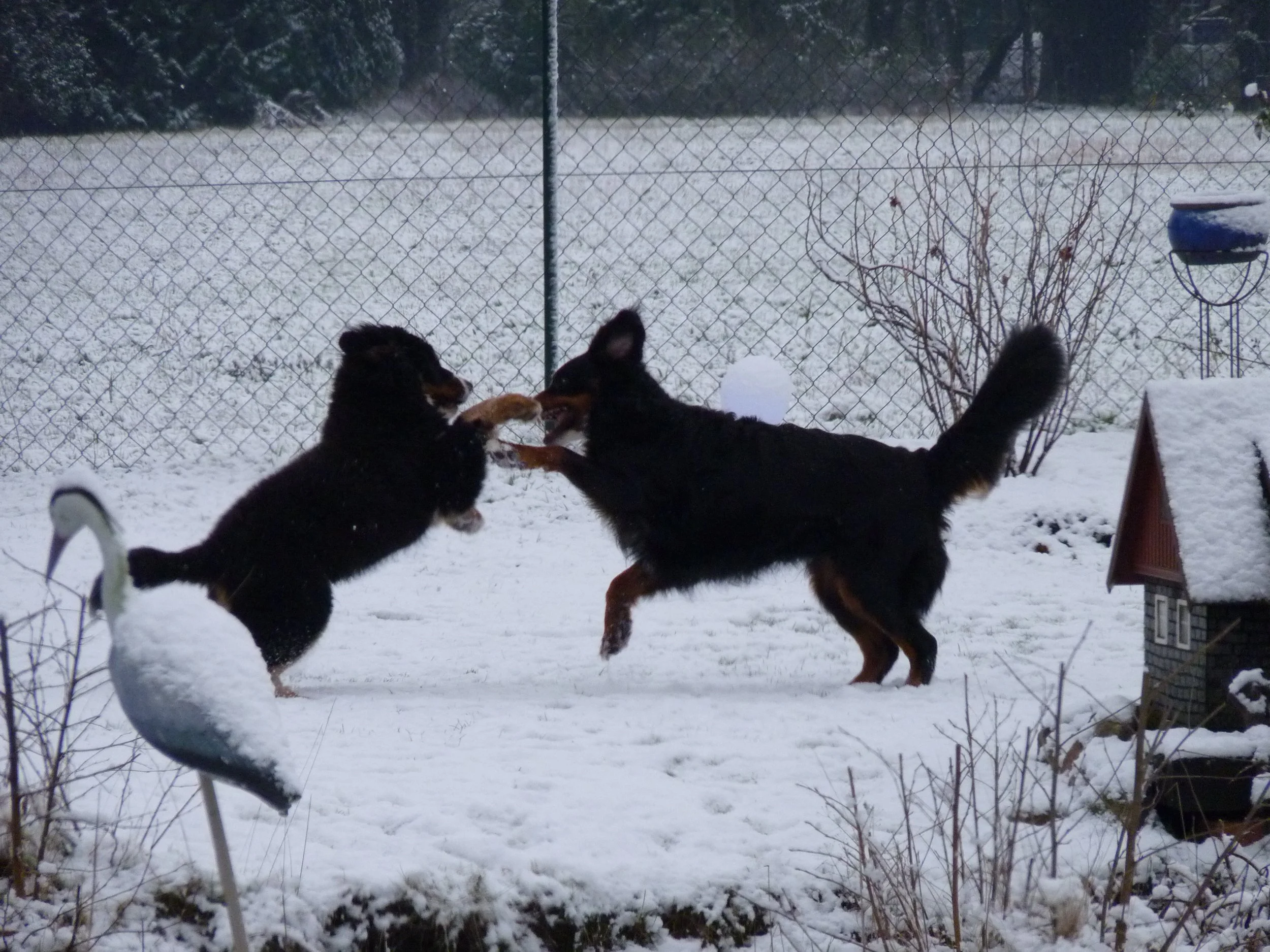 Am Anfang fand Raya den kleinen Daris ja nur so semi, aber mit dem Schnee ist Raya richtig aufgetaut und hat toll mit dem kleinen Daris gespielt. Sooo schön!! (Januar 2016)