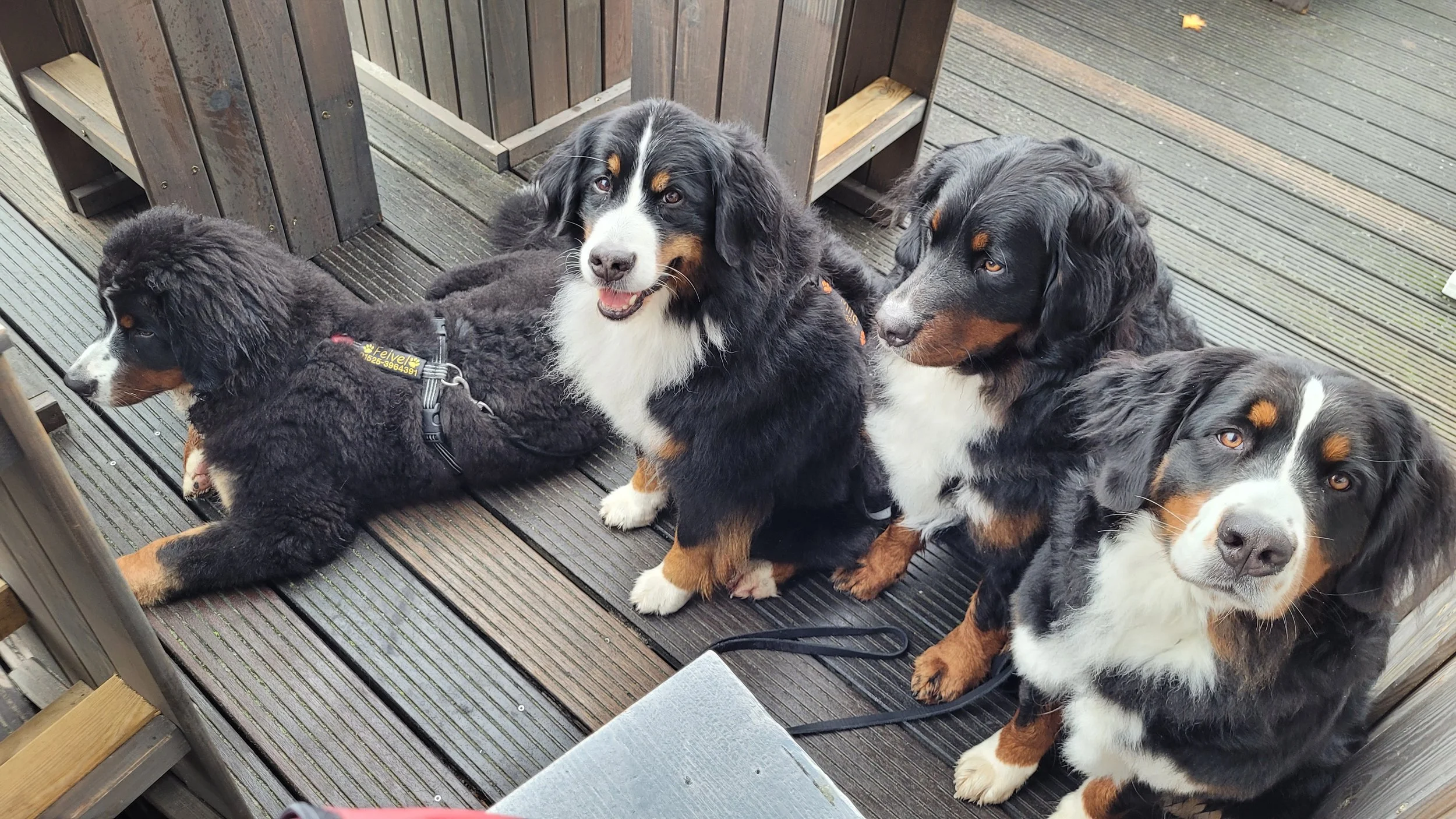 Feivel, Mila, Alani, Cleo, sie waren soooo mega brav überall. Herrlich wieder mit 4 Hunden unterwegs zu sein. Das war ein toller Urlaub!