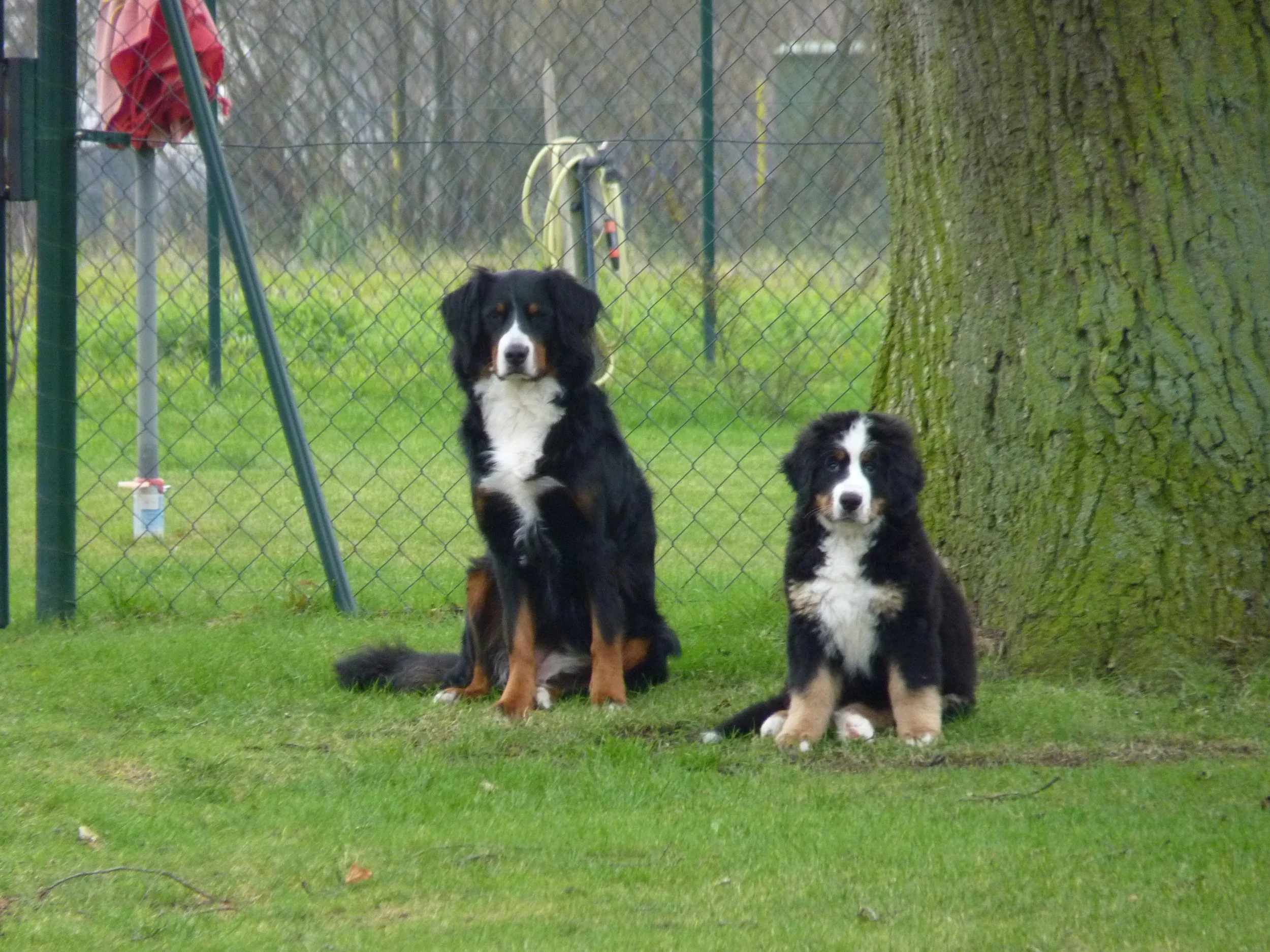 Raya und Daris, so brav die beiden (Dezember 2015)