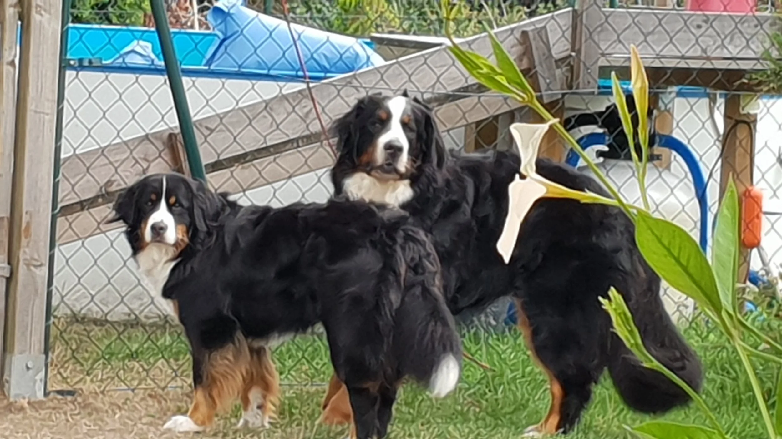 Mila und Daris (August 2018)