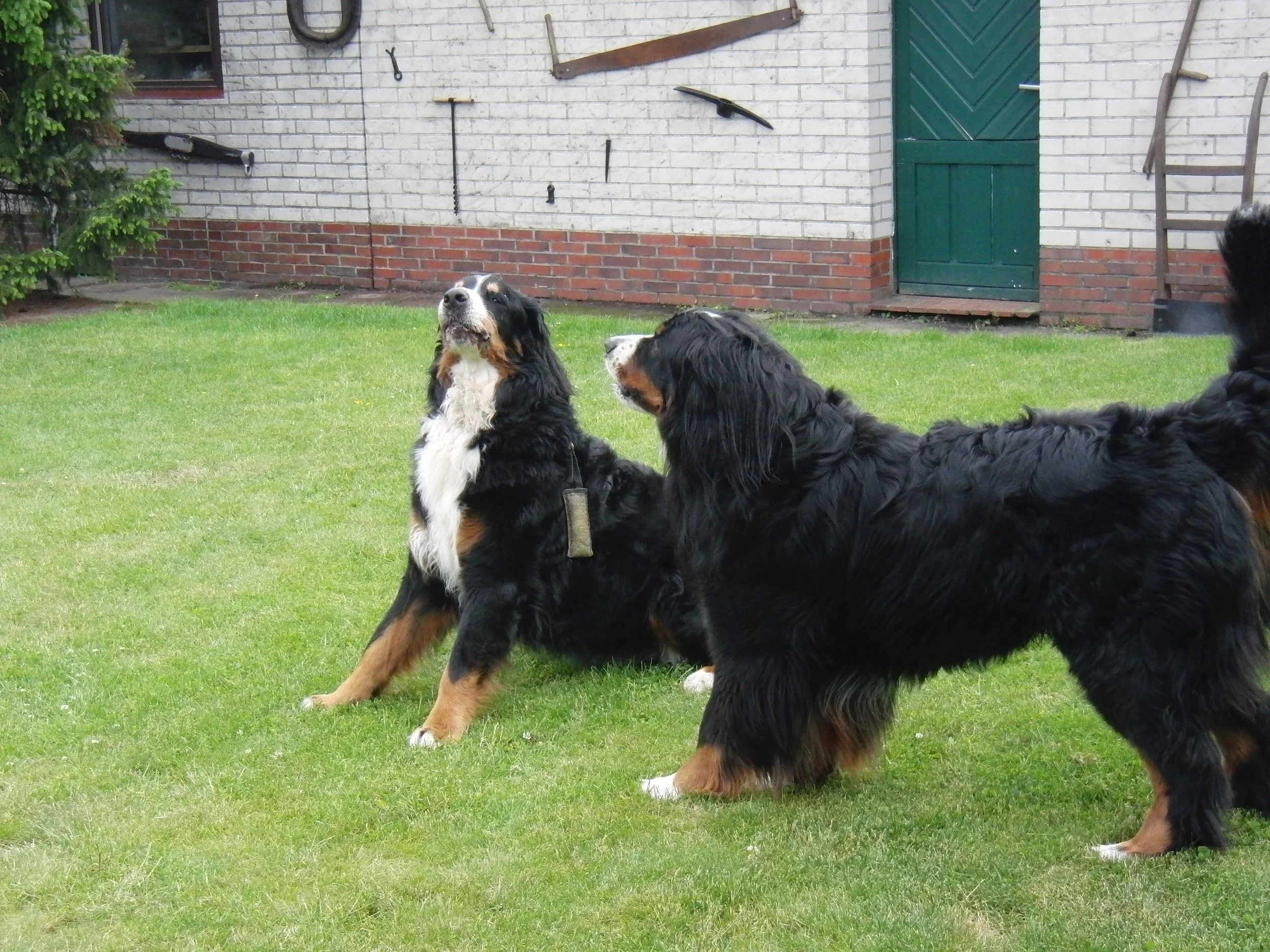 Erste Begegnung mit seinem neuen Freund Sammy. Nee was hat er das cool gemeistert! Hunde konnte er wie kein zweiter!
