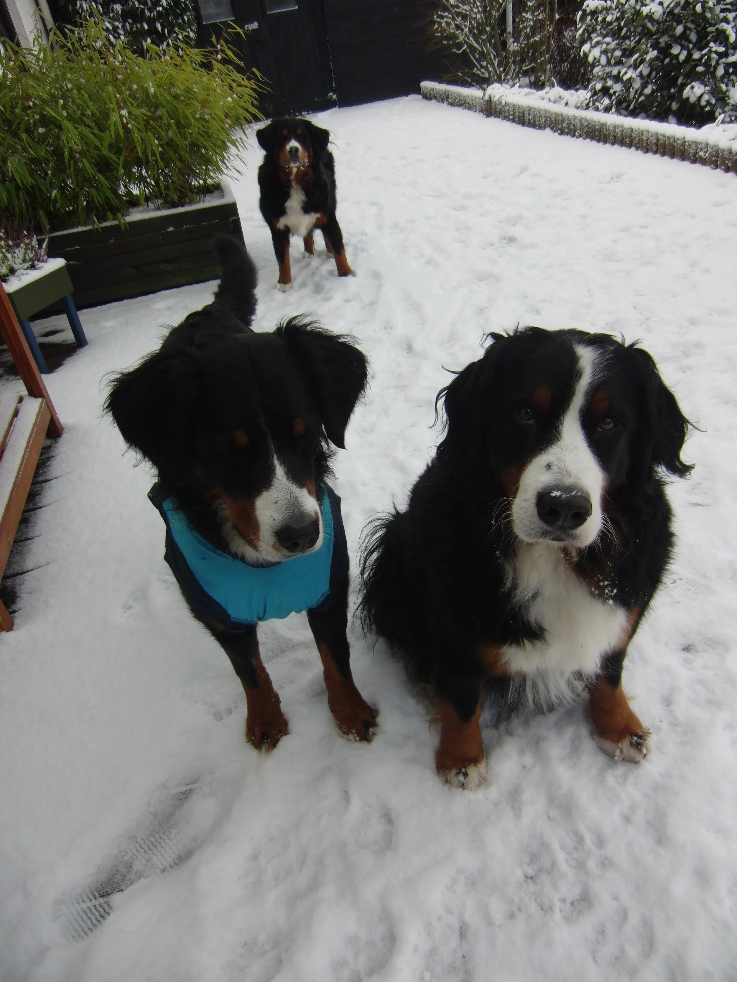 Raya und Aimee vorne, Tyla hinten (Dezember 2012)