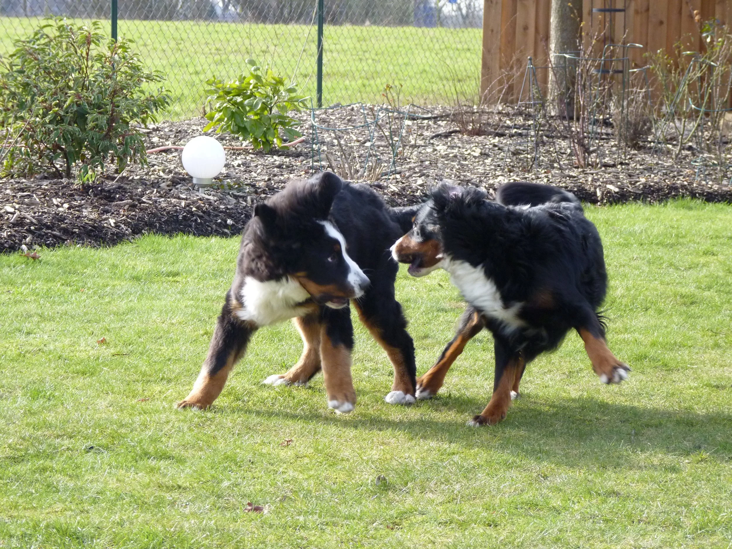Daris und Raya, nun ist er schon der Große (Februar 2016)
