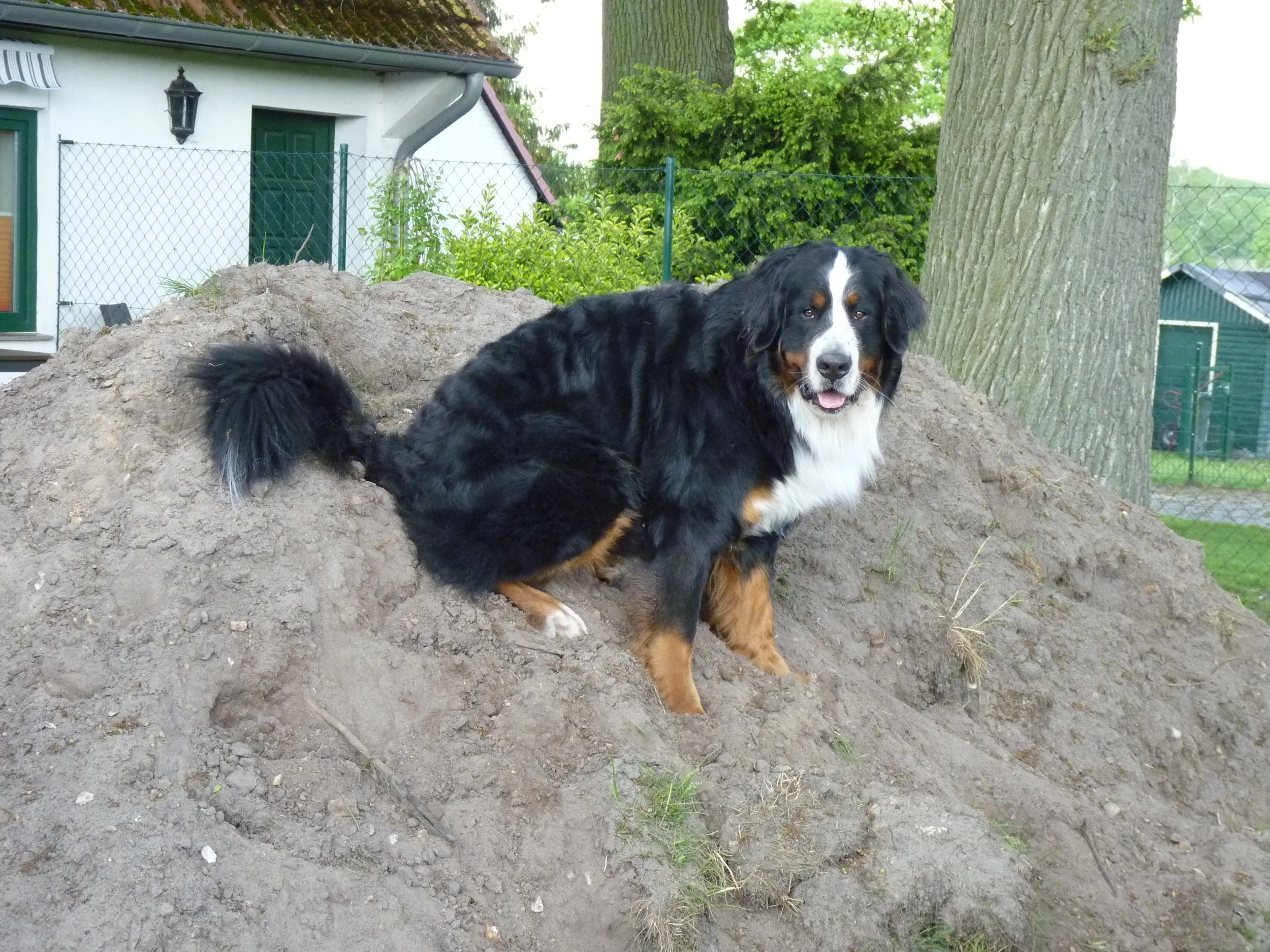 Den Sandberg im Garten fand er auch super