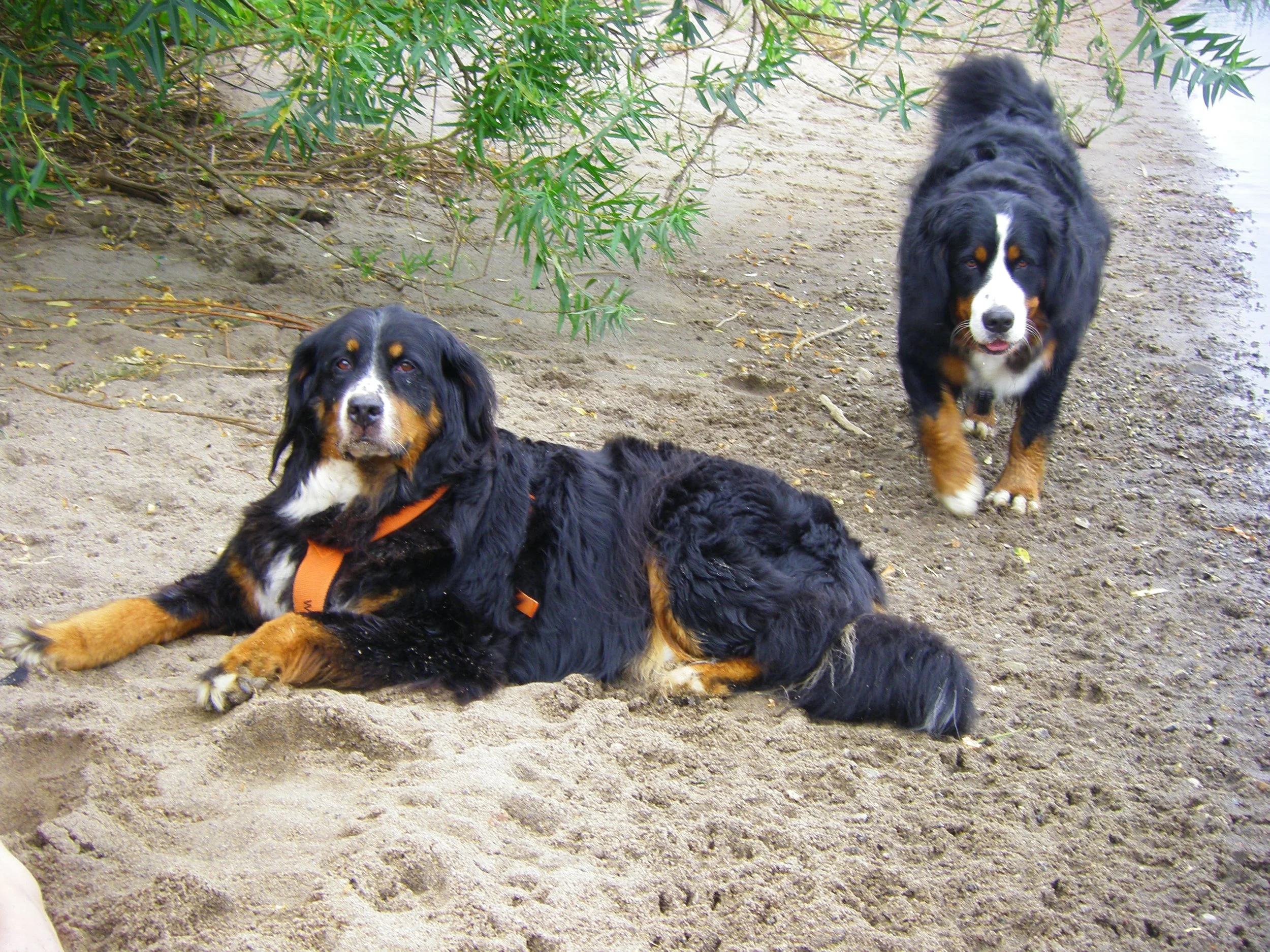 Asja und Aimee an der Aller (Juli 2010)