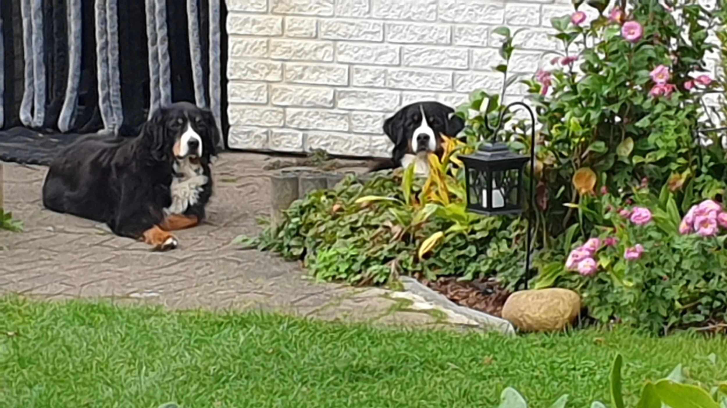 Raya und Mila (Oktober 2021)