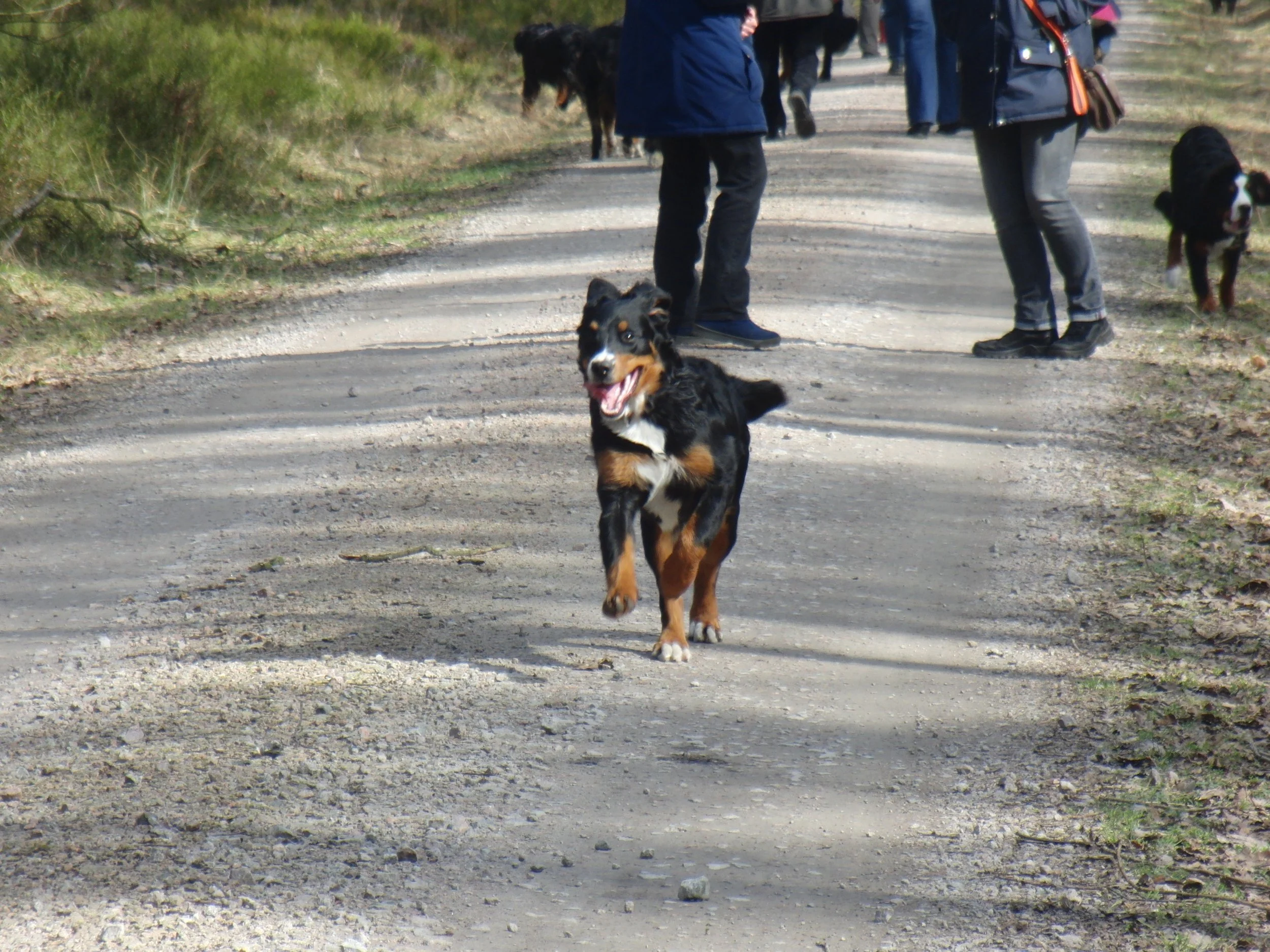 Die Junghundbilder sind fast alle auf irgendwelchen Treffen mit gleichgesinnten Bernerleuten entstanden. Hier in Handeloh.