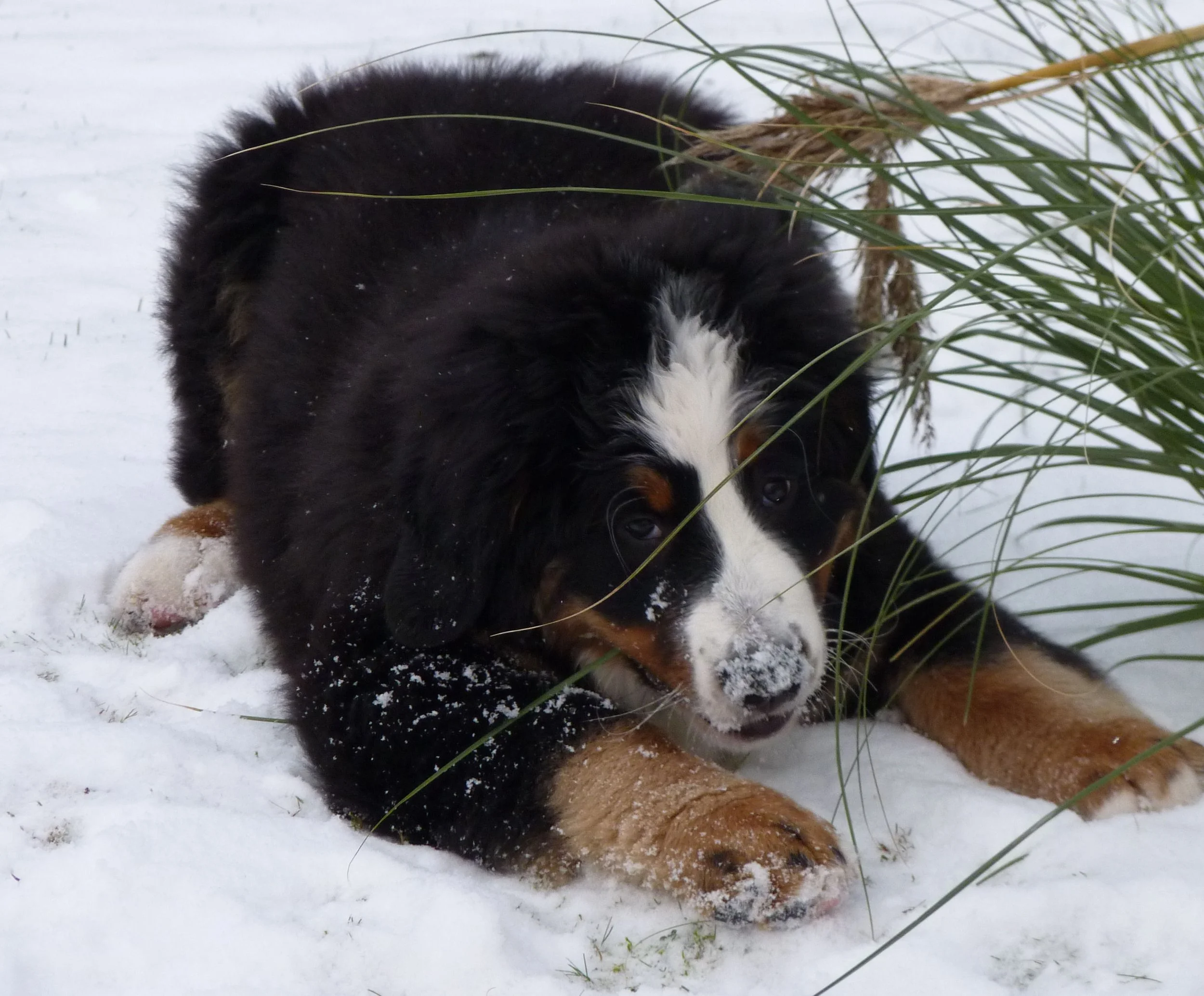 Schnee ohne Ende... herrlich!!