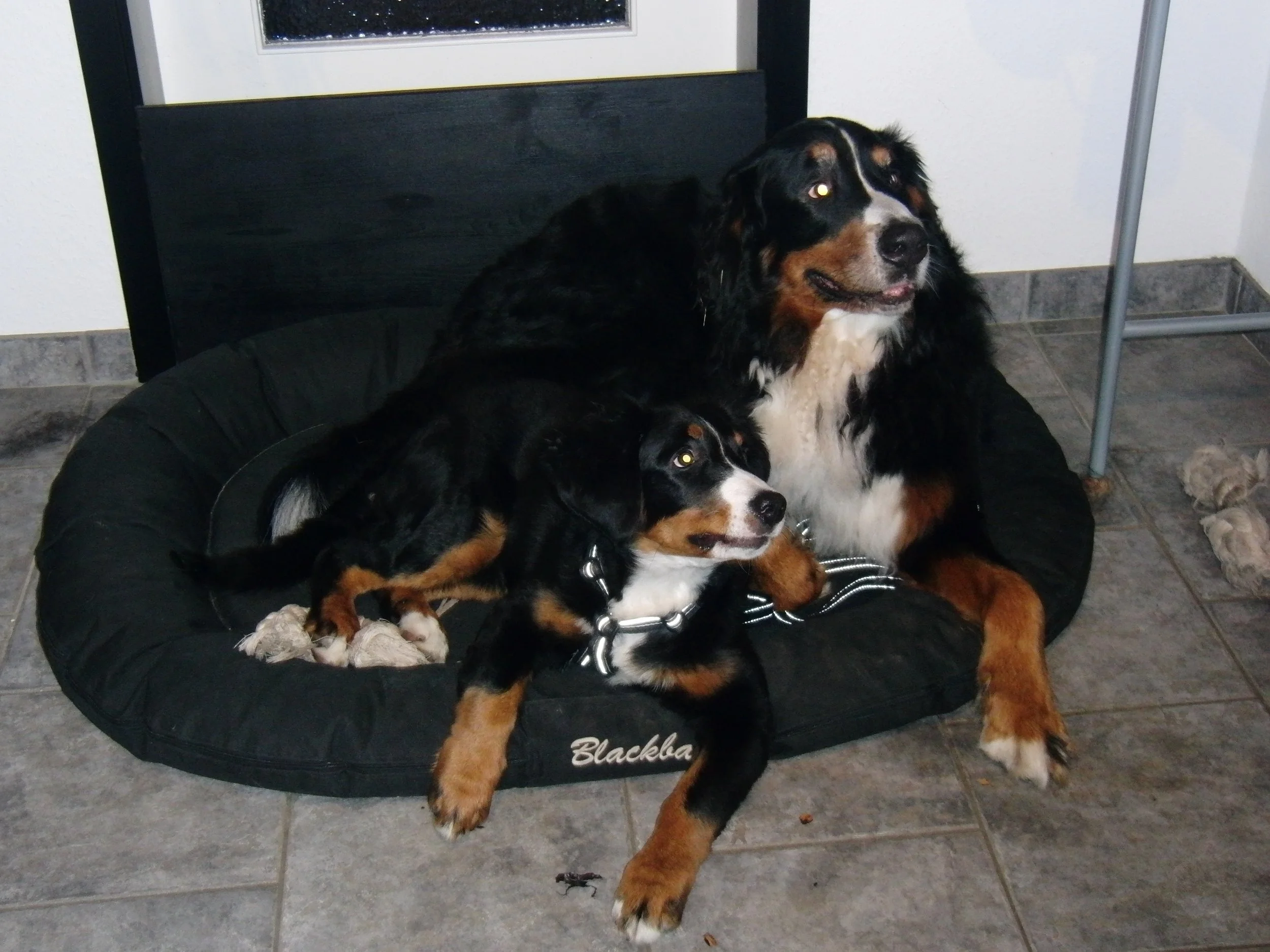 Hardy und Raya, zusammen ins Körbchen quetschen ist auch gerne genommen :-)