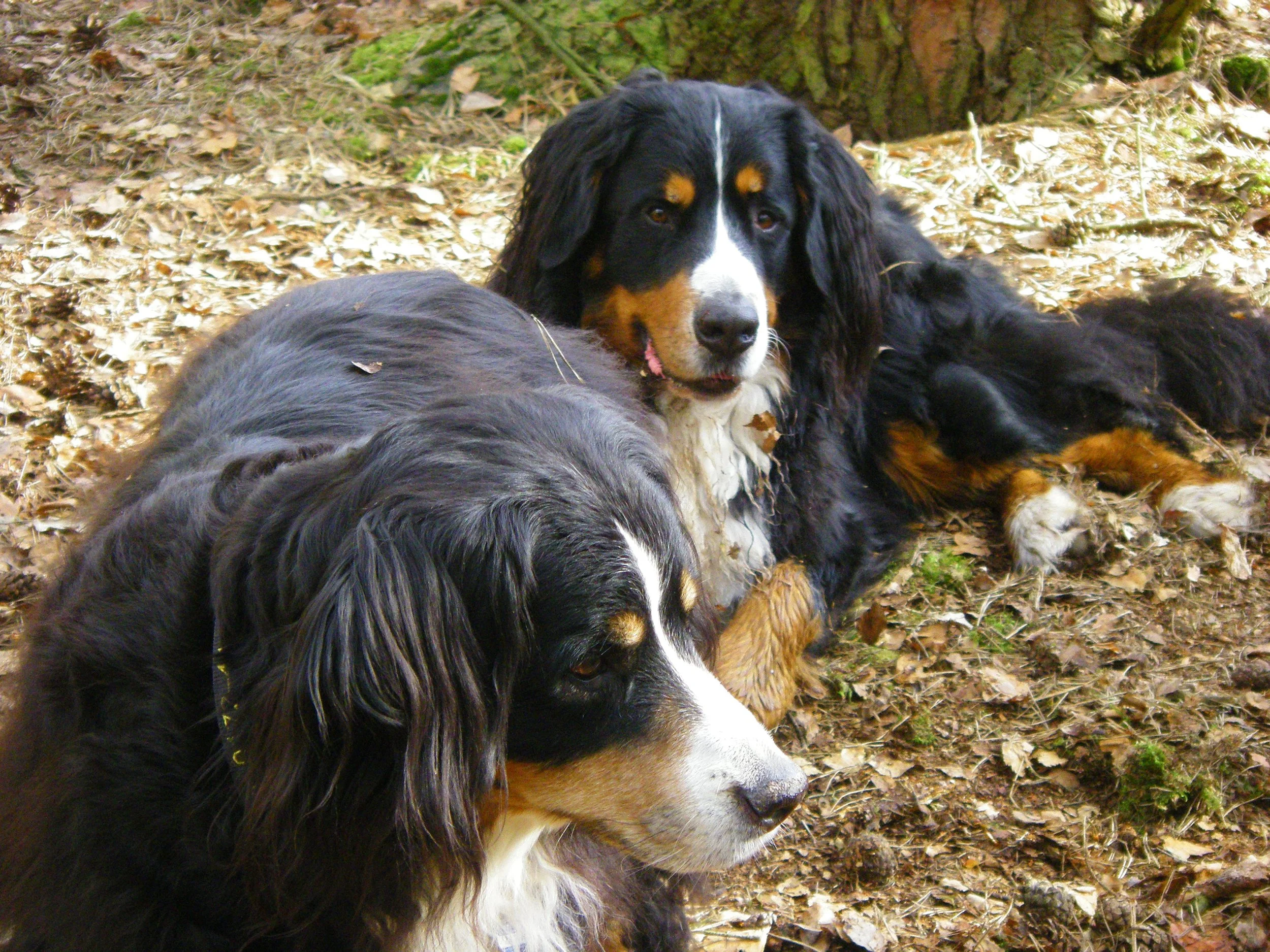 Kenya und Hardy (April 2010)