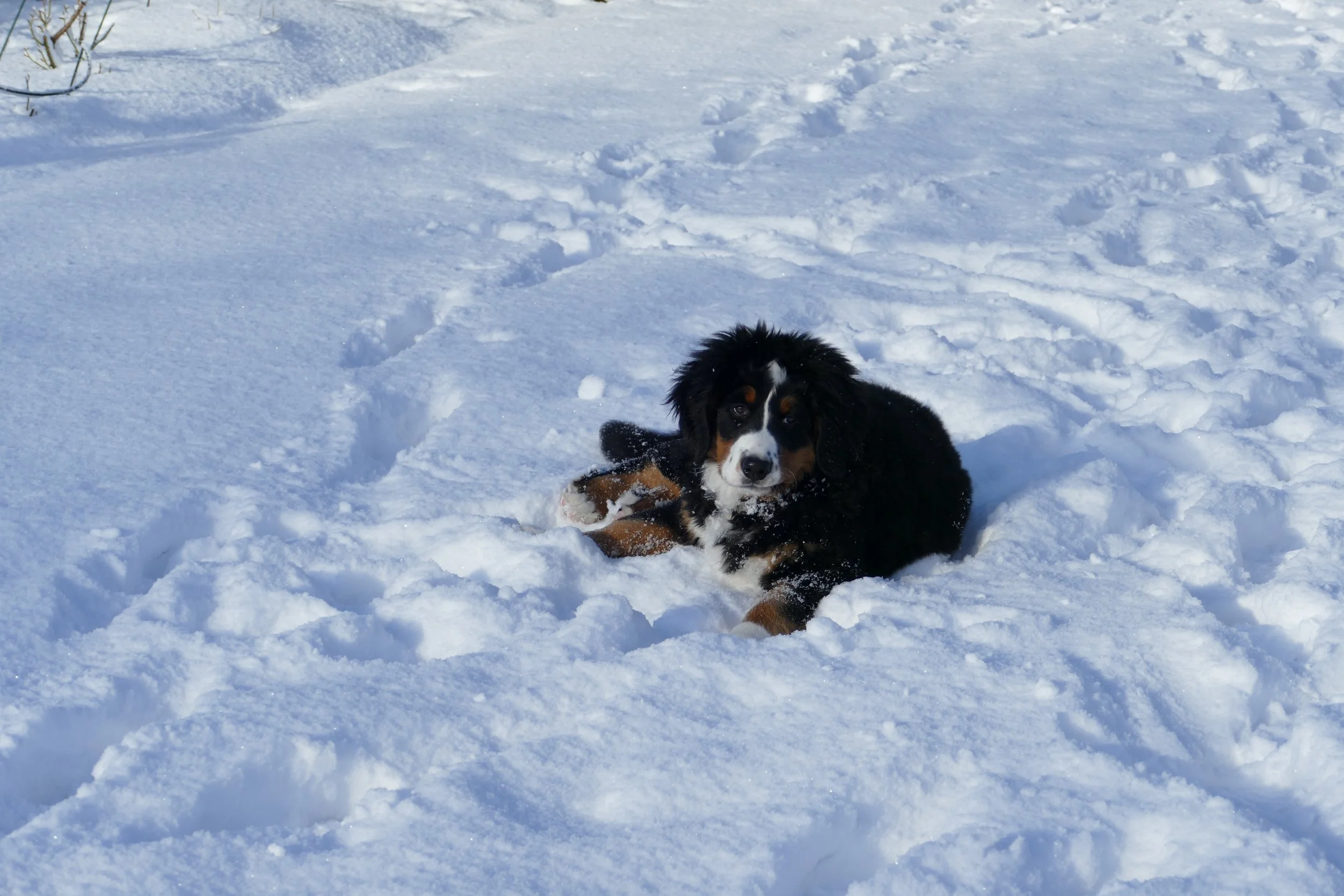 erster Schnee