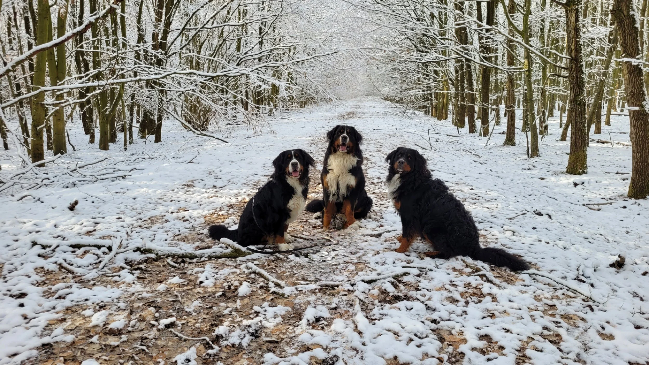 Von links... Cleo, Feivel, Alani
