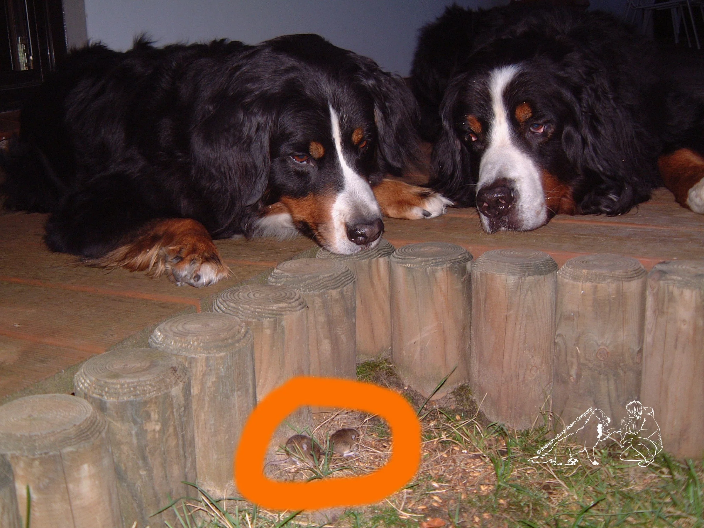 2 kleine Mäuse im Garten beobachten. Niemals hätten sie einem Tier auch nur ein Härchen gekrümmt!