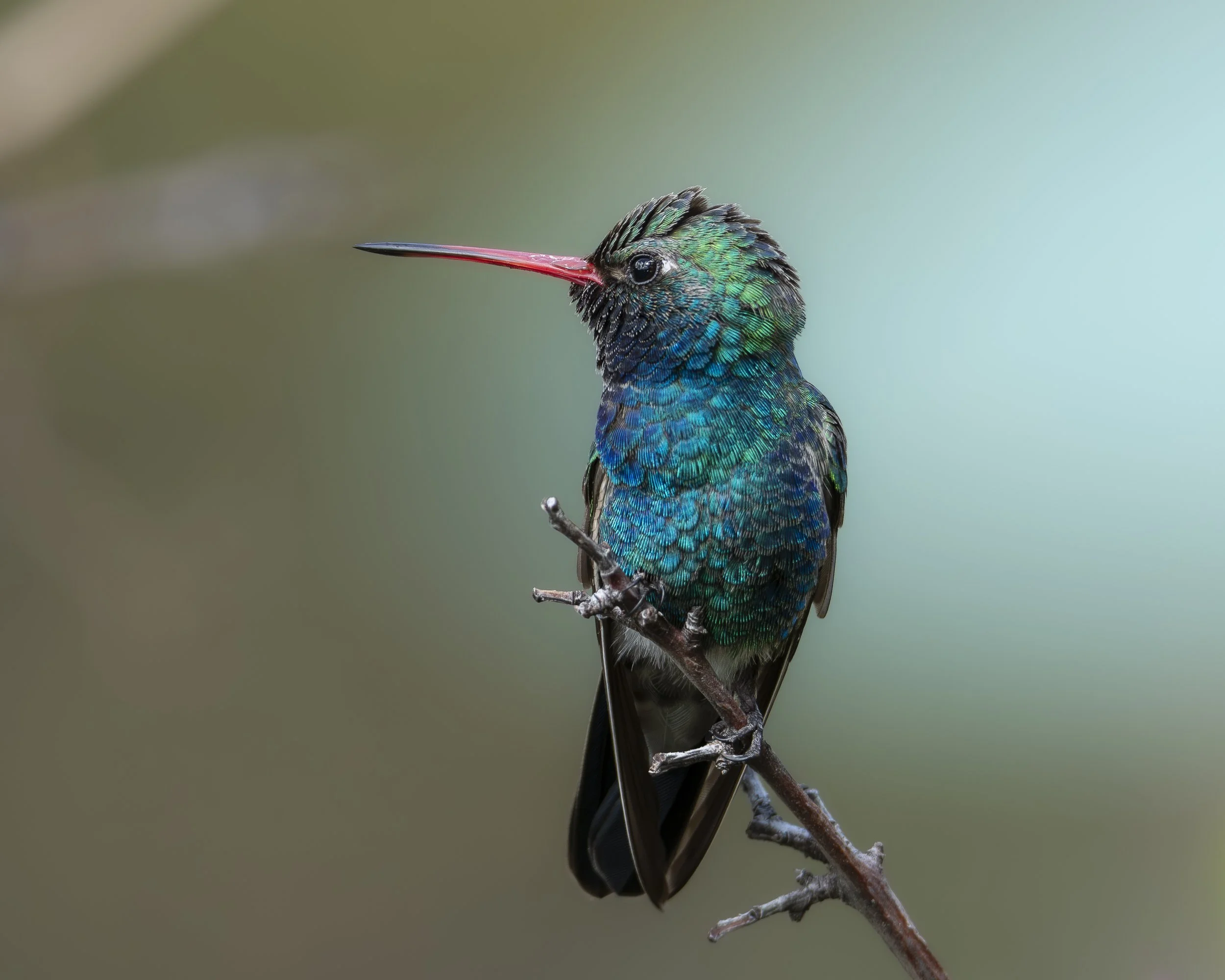 DSC_8474 1.jpg