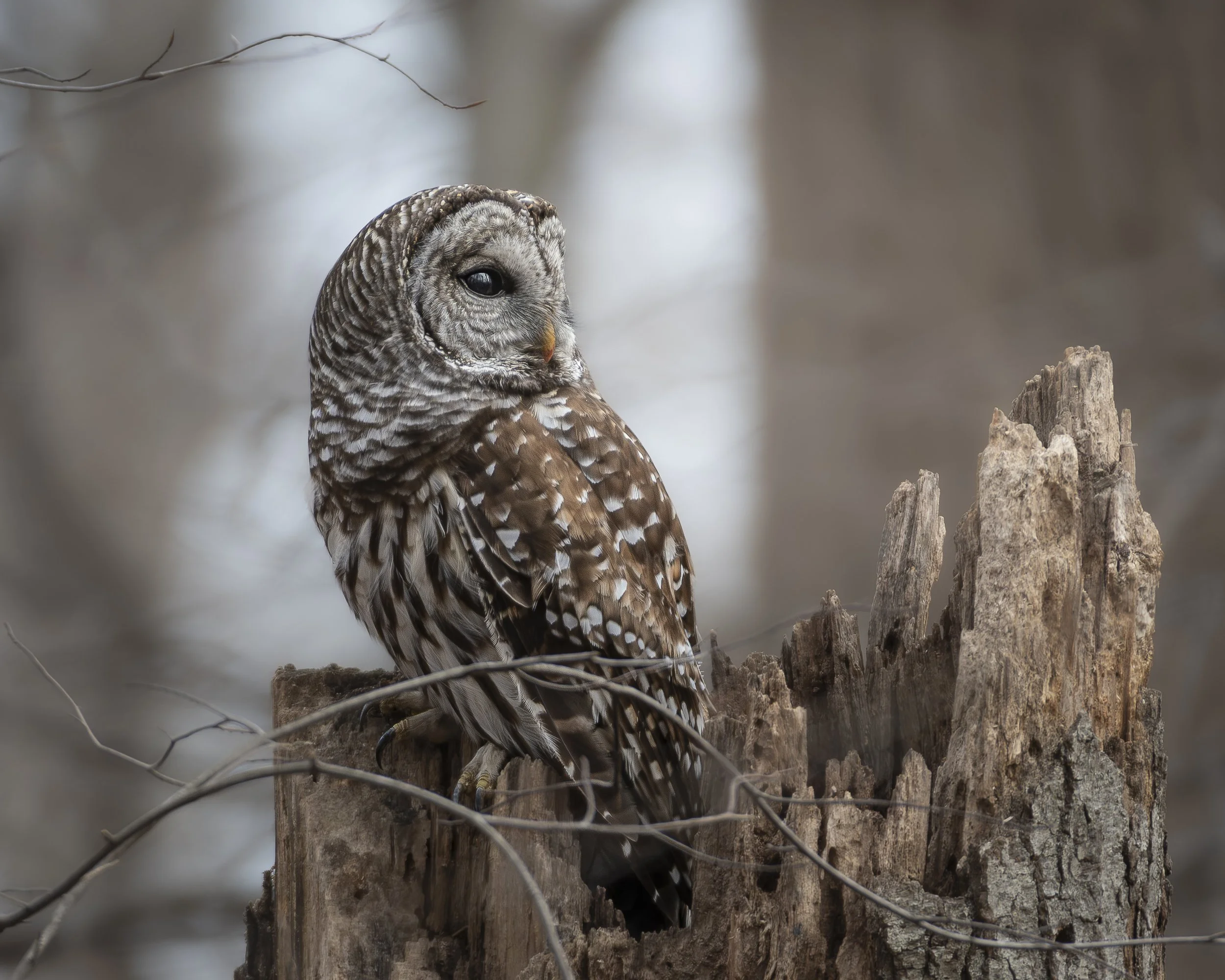Owls