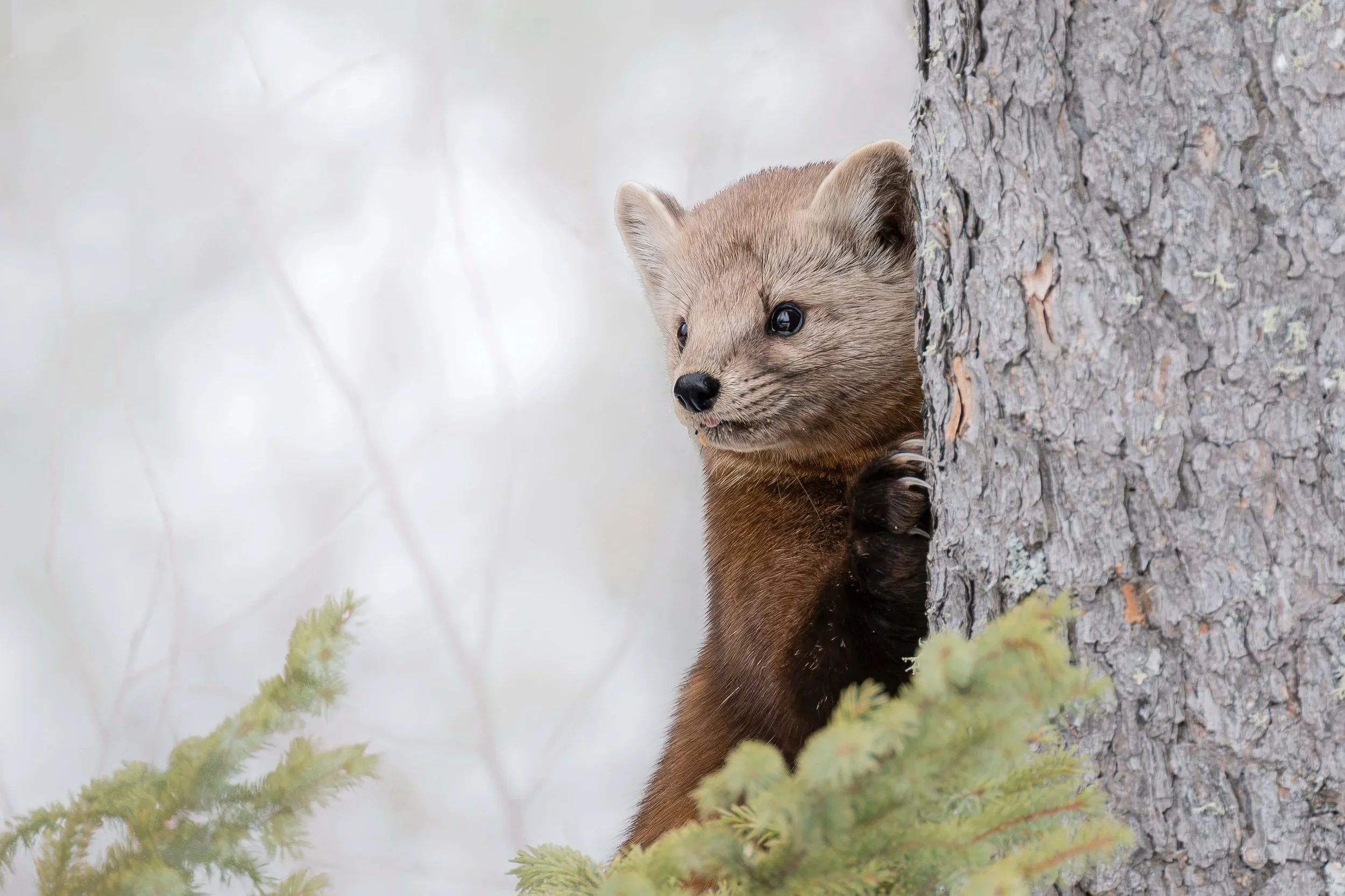 Wildlife (non-avian)