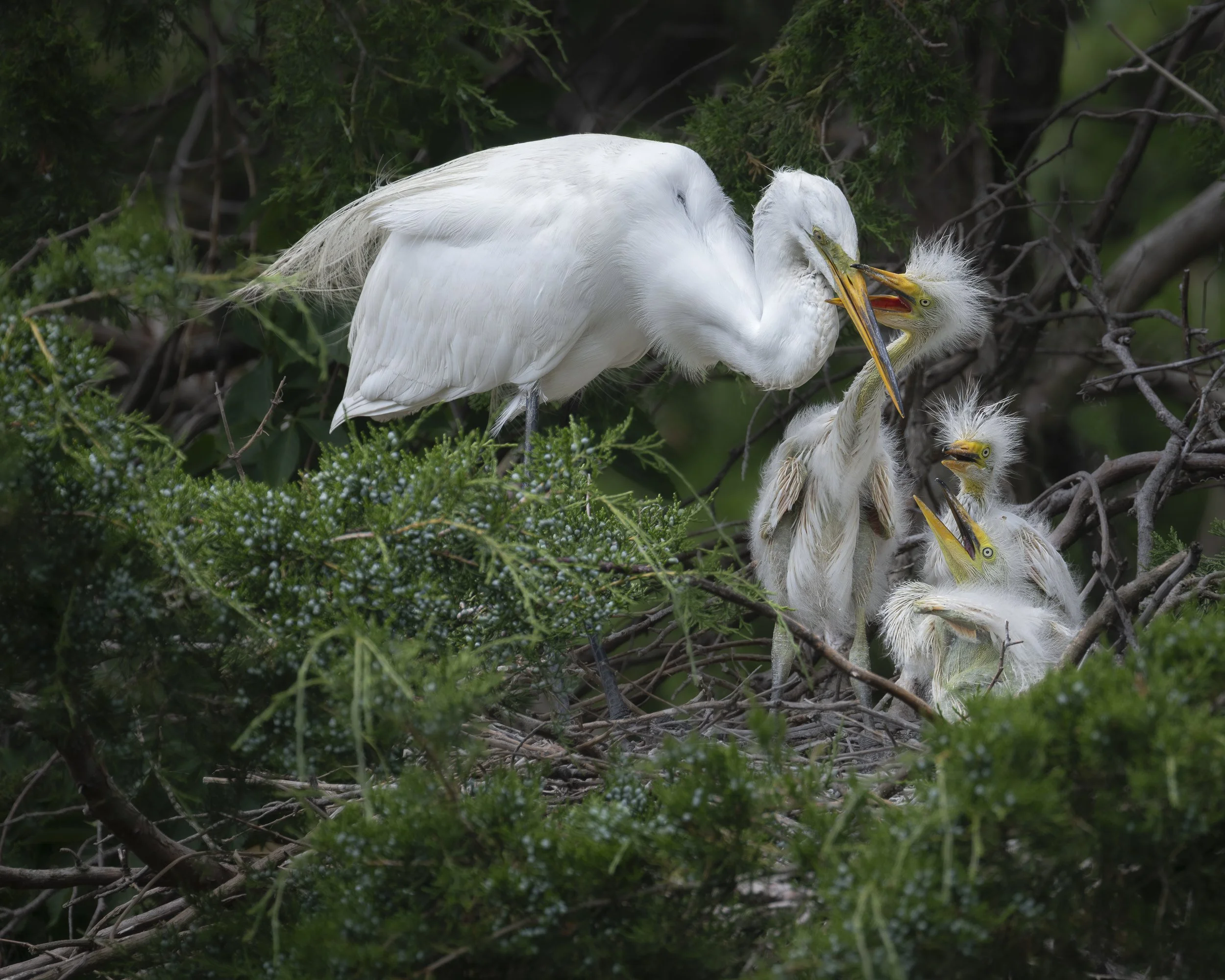 _DSC7671.jpg