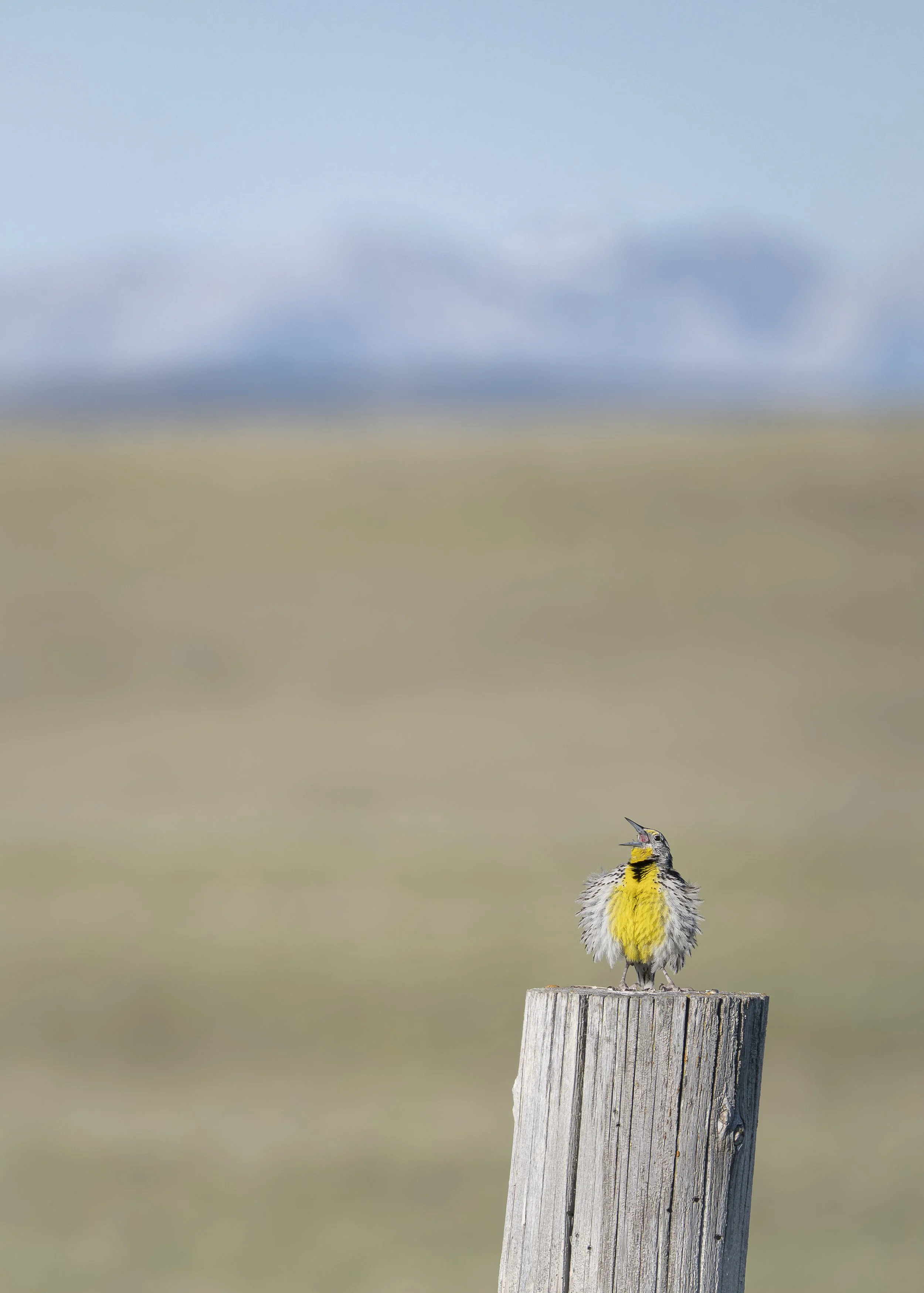 _DSC5454.jpg