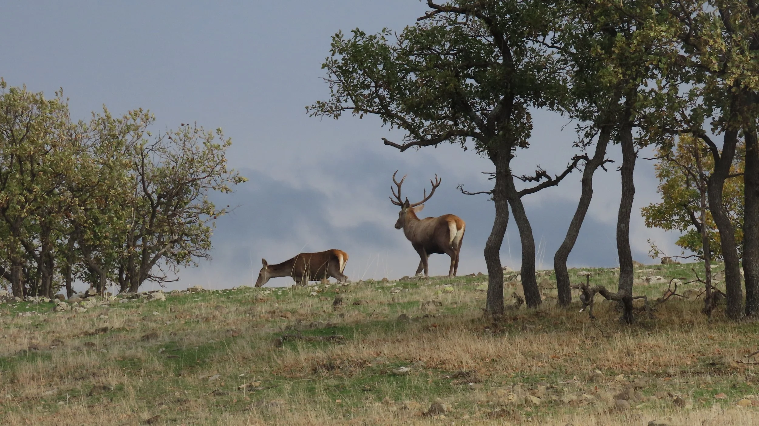 A herd of animals, including a deer with antlers and two cows, walking through a grassy field with trees and a cloudy sky in the background.