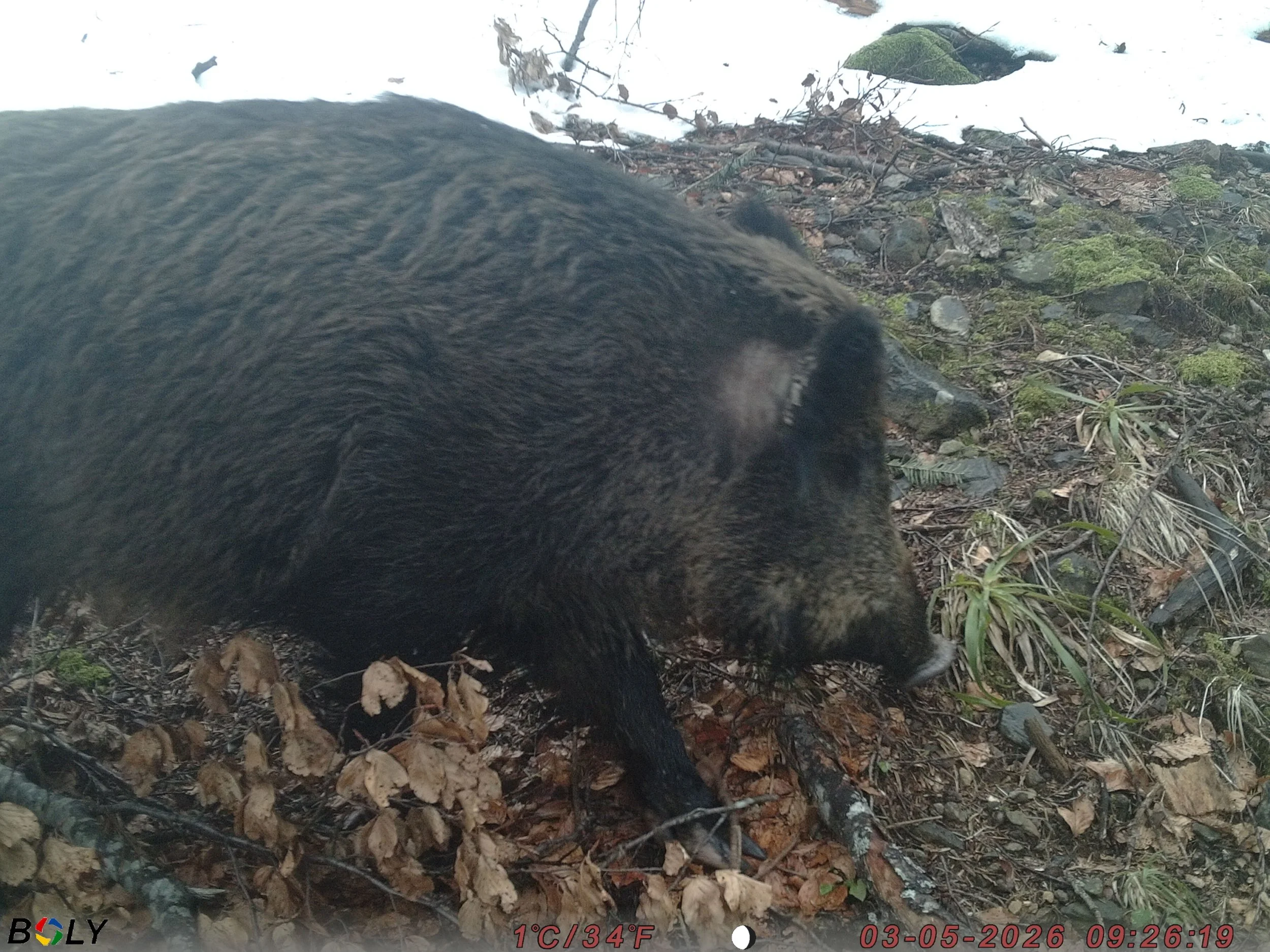 Close-up selfie of a dark-colored animal, likely a bear, on a forest floor with snow, rocks, and fallen leaves.