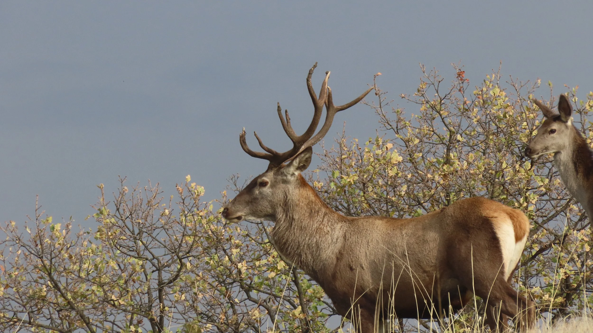 Two deer, a male with antlers and a female, standing in a tree with sparse leaves under a clear sky.