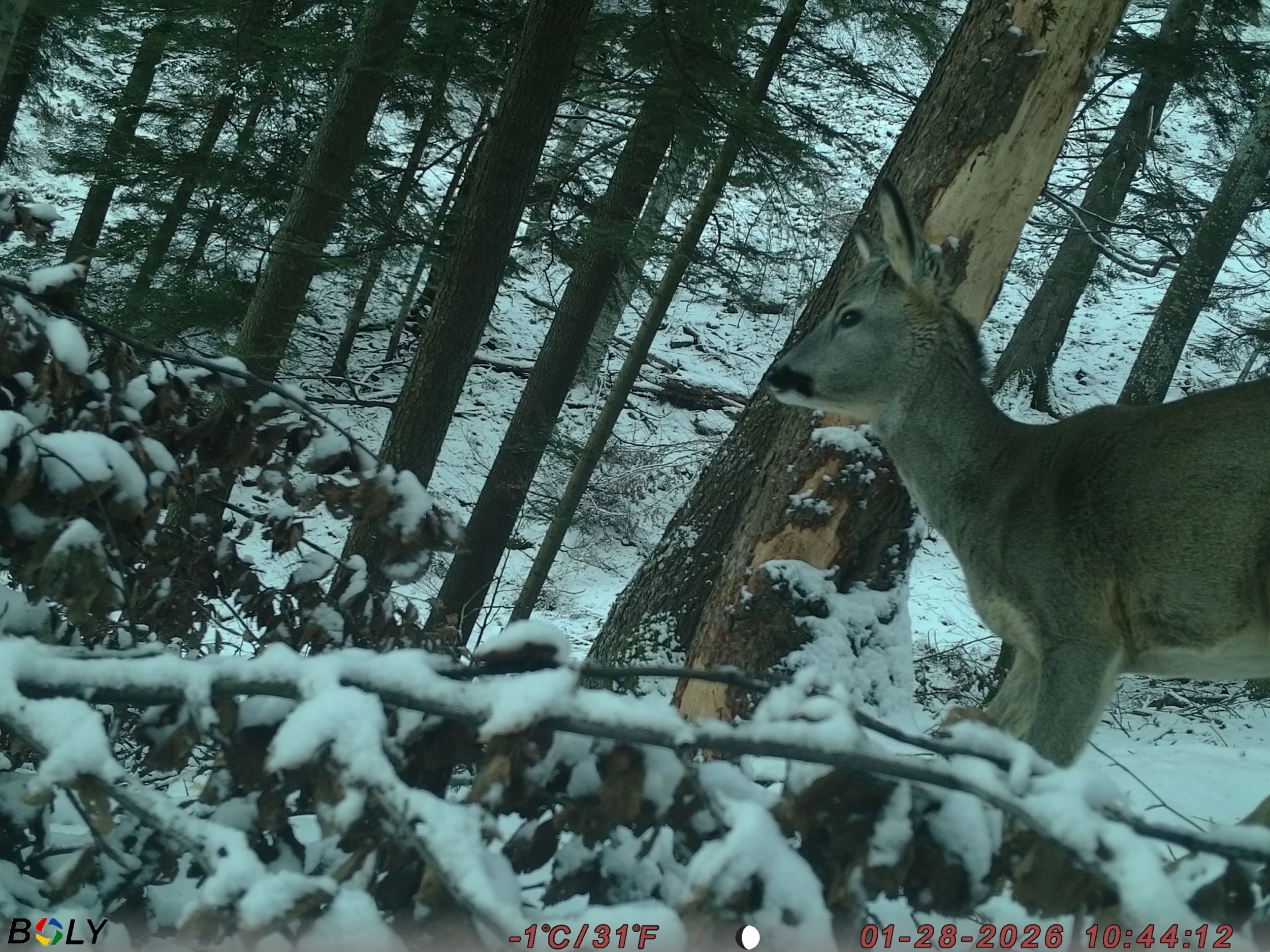 A snow-covered forest with a deer standing next to a tree.