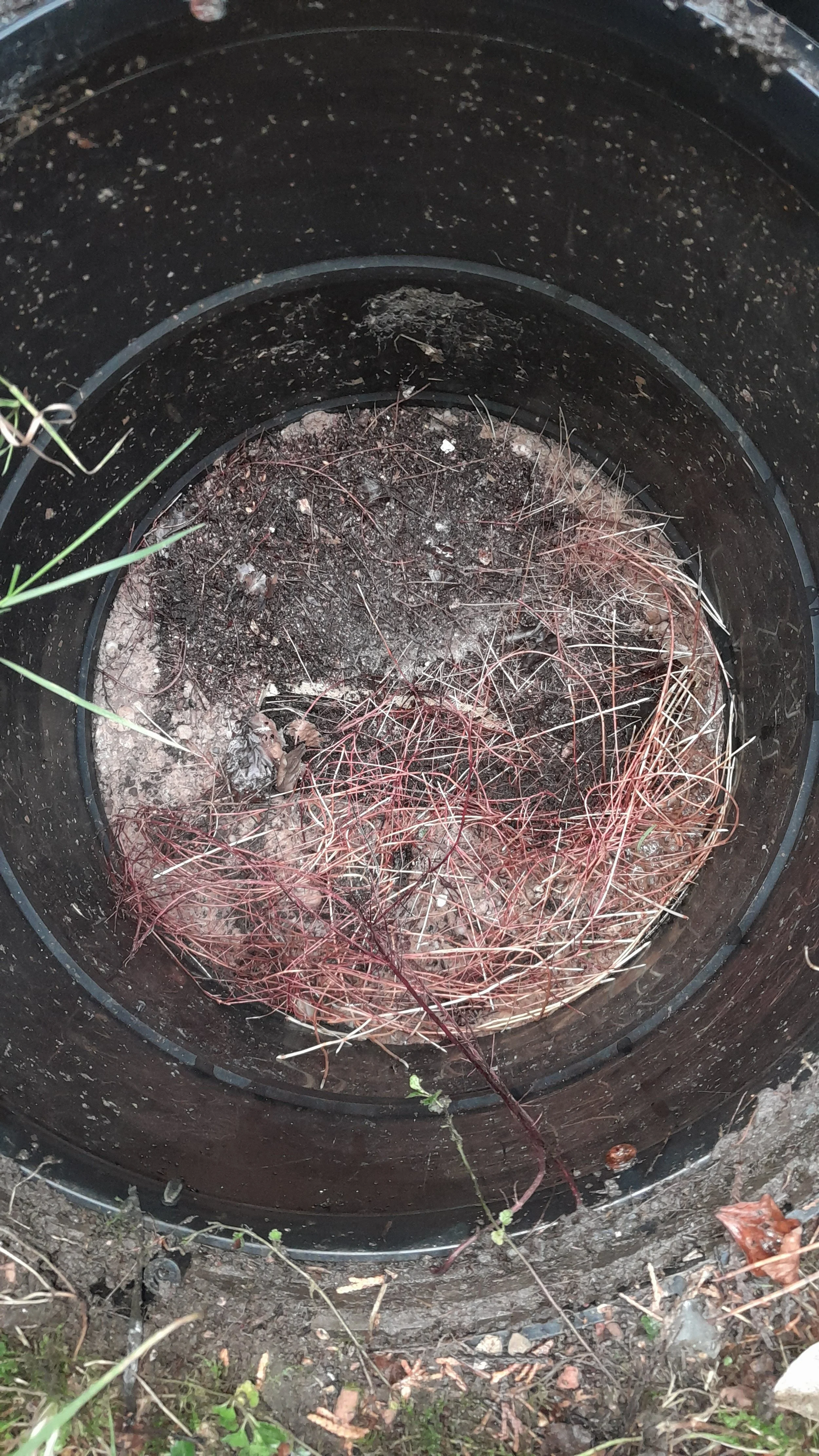 Roots have grown into the manhole, they will now be removed with a root cutter.