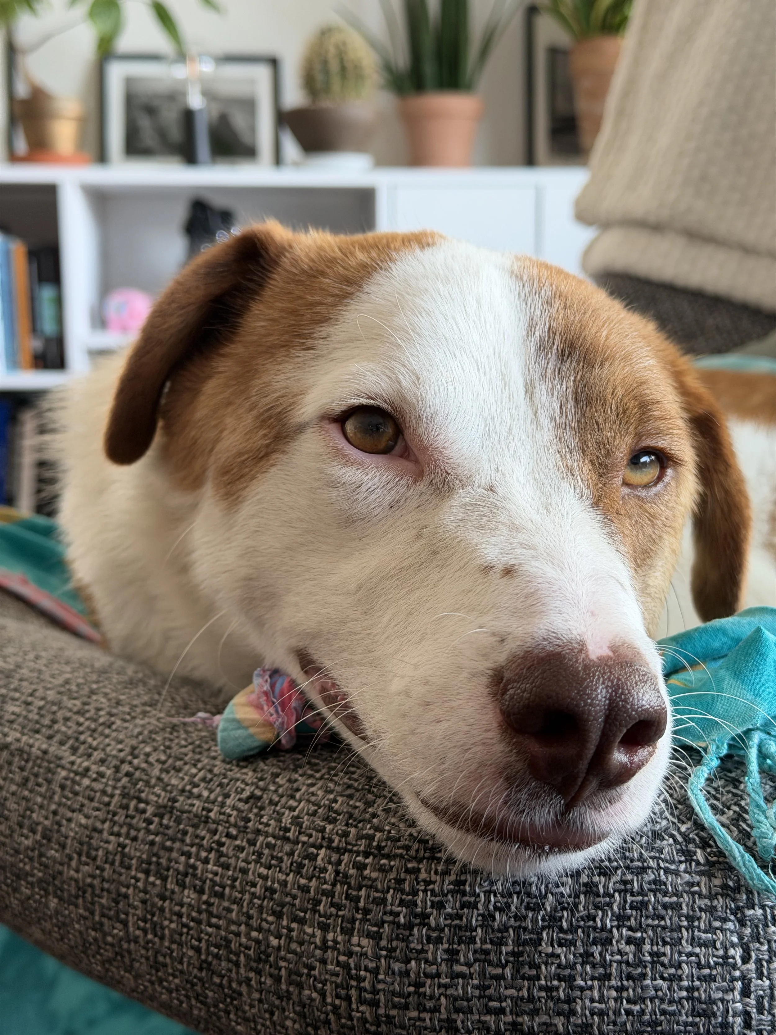 Close-up of a dog lying on a textured gray carpet, with a background of indoor plants, framed photos, and house decor.