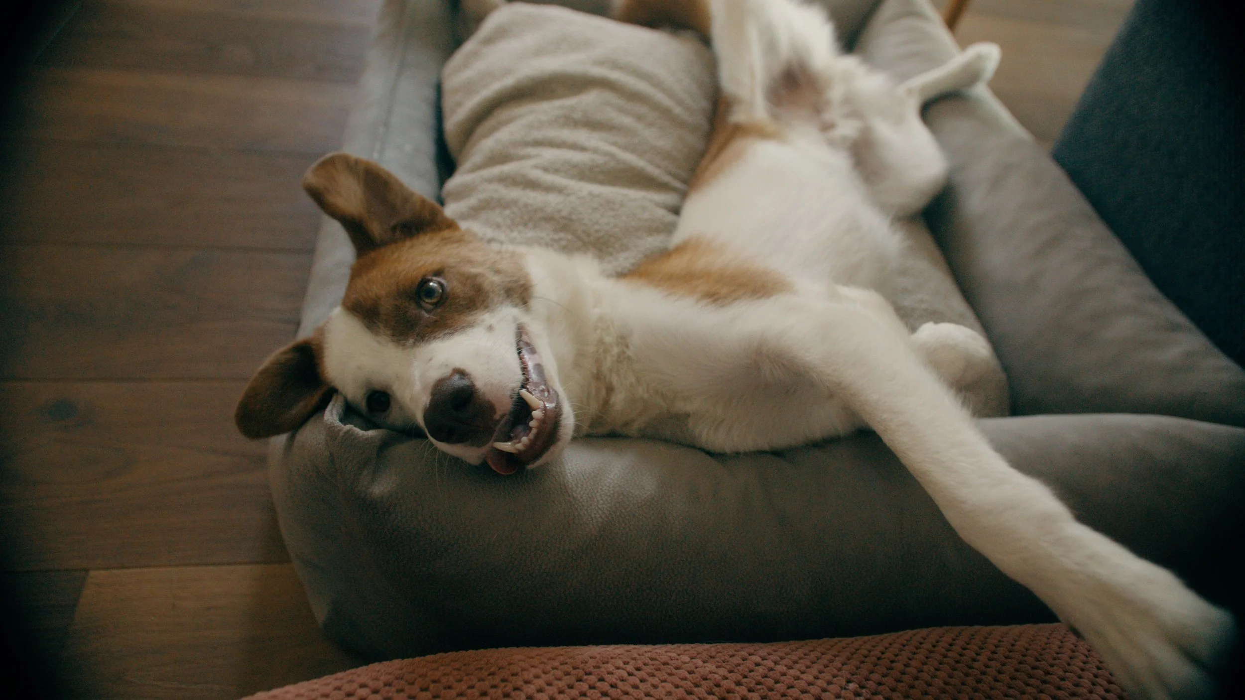 A dog lying on a couch, with a playful expression.
